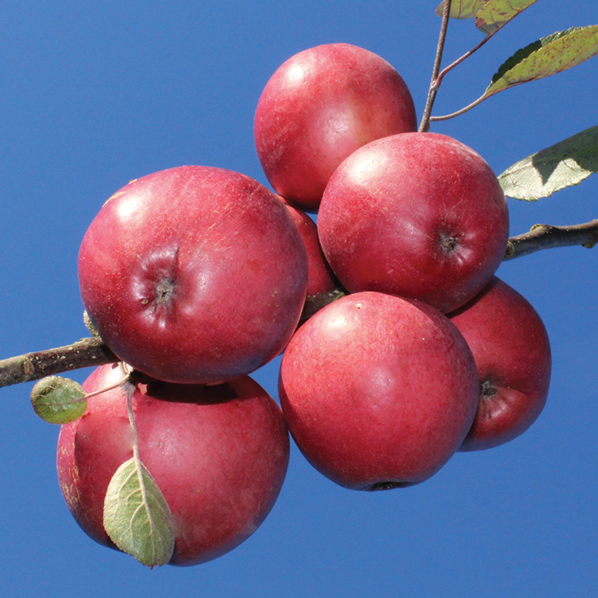Apple, Redlove® Odysso®