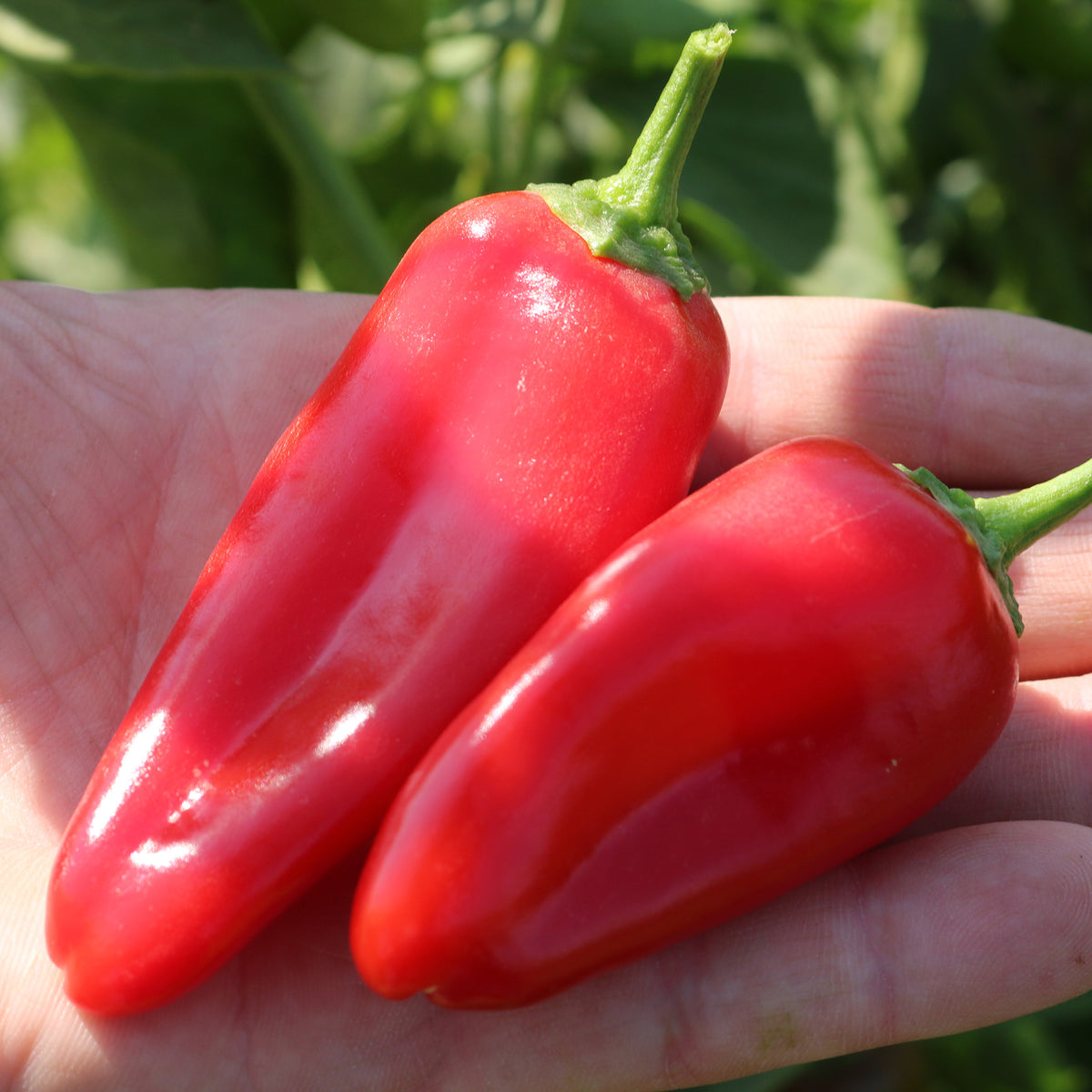 Pepper, Sweet, Pick-N-Pop Red Hybrid