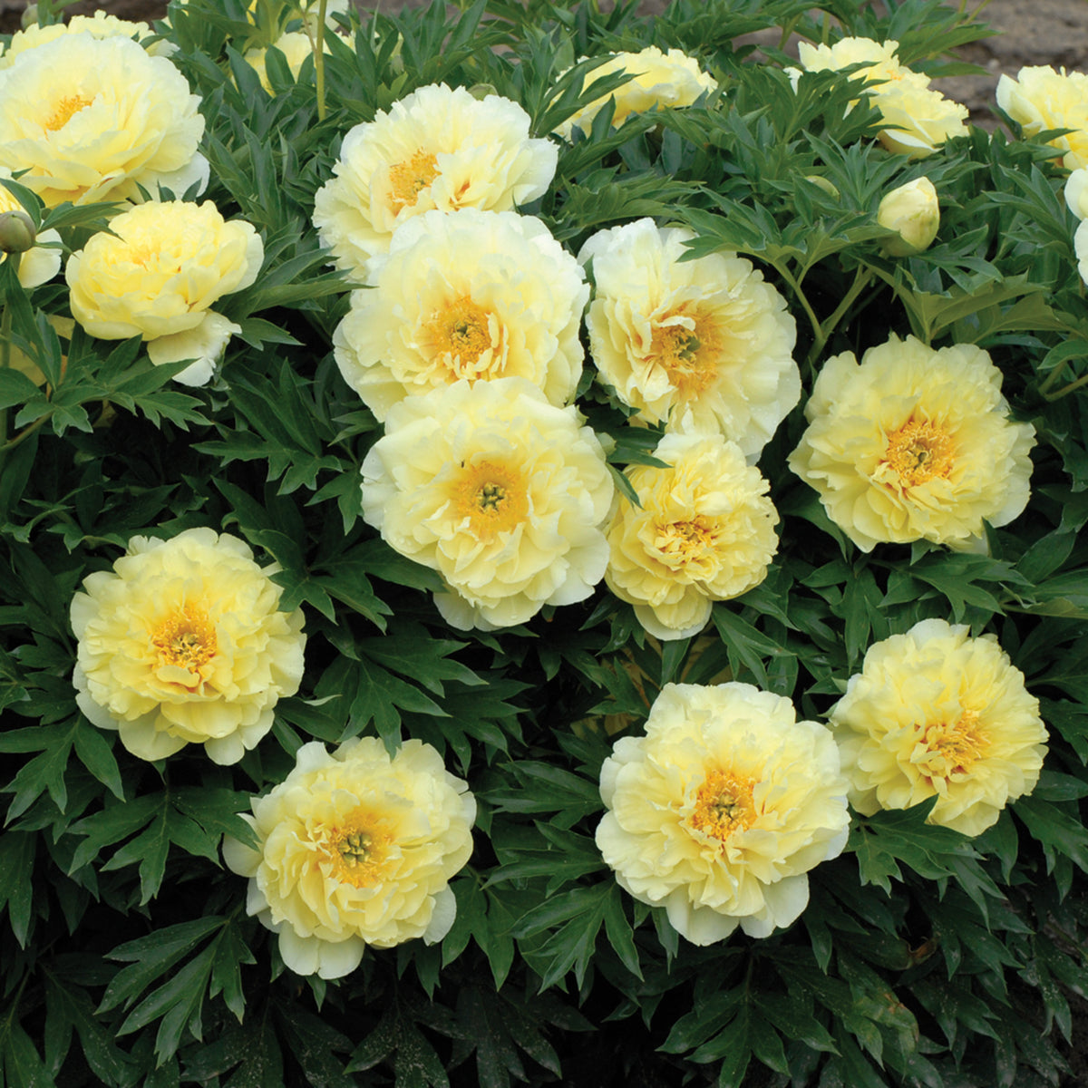 Peony, Bartzella