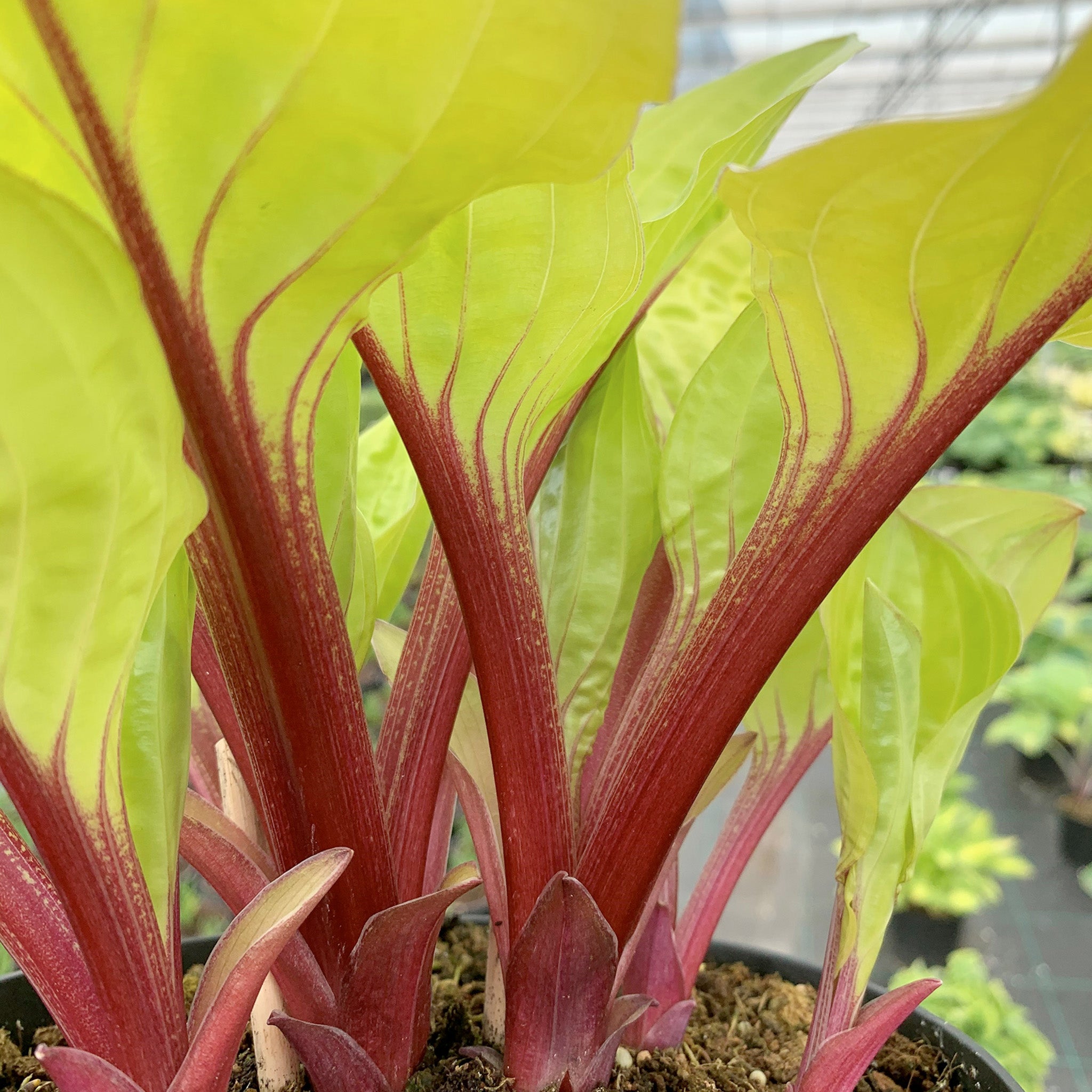 Hosta, Lemon Snap