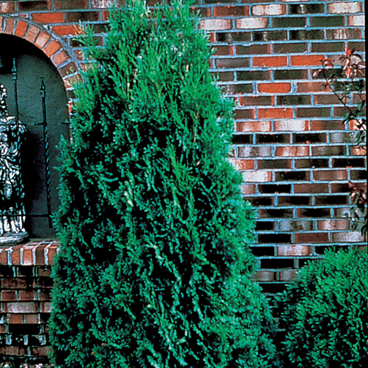 Arborvitae, Pyramidal