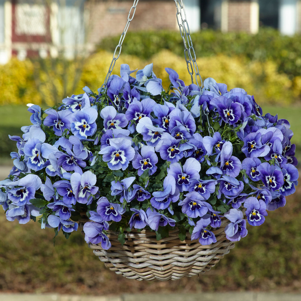 Pansy, Top Wave® Marina Hybrid