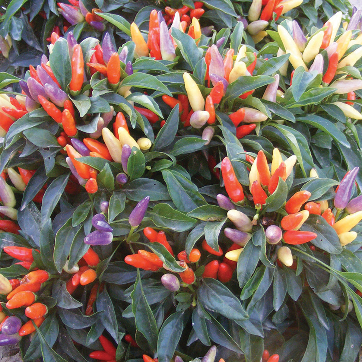 Pepper, Ornamental, NuMex Easter