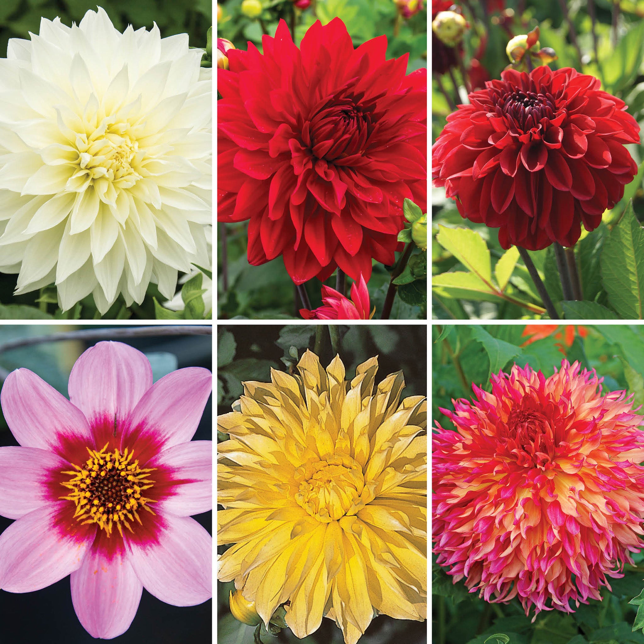 Dahlia Offer #3