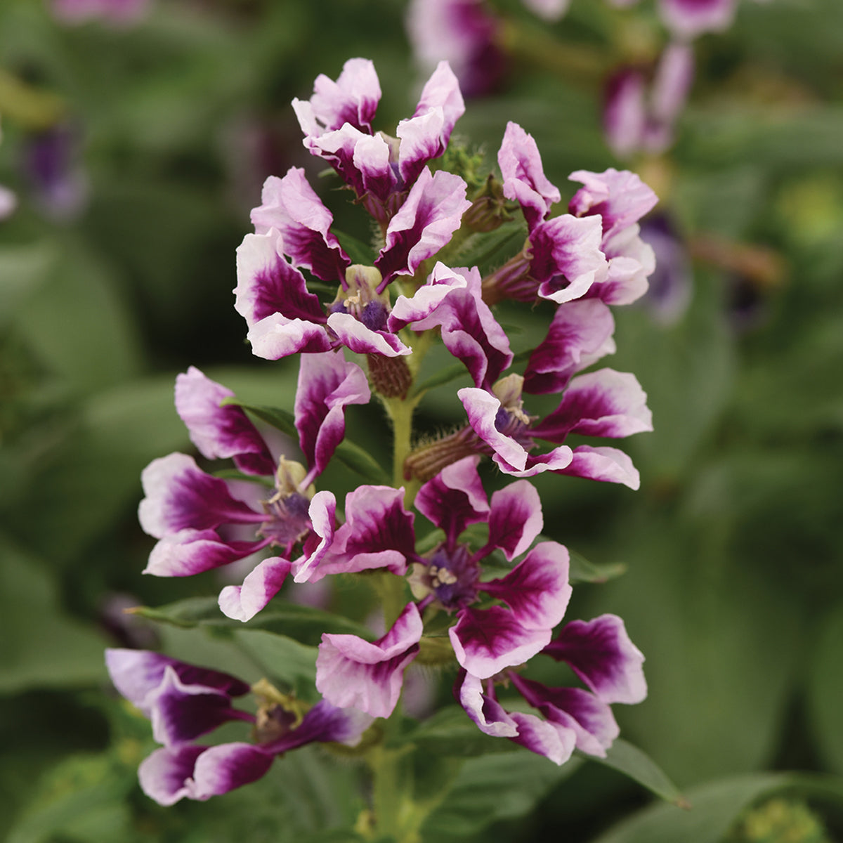 Cuphea, Sweet Talk™ Lavender Splash Hybrid
