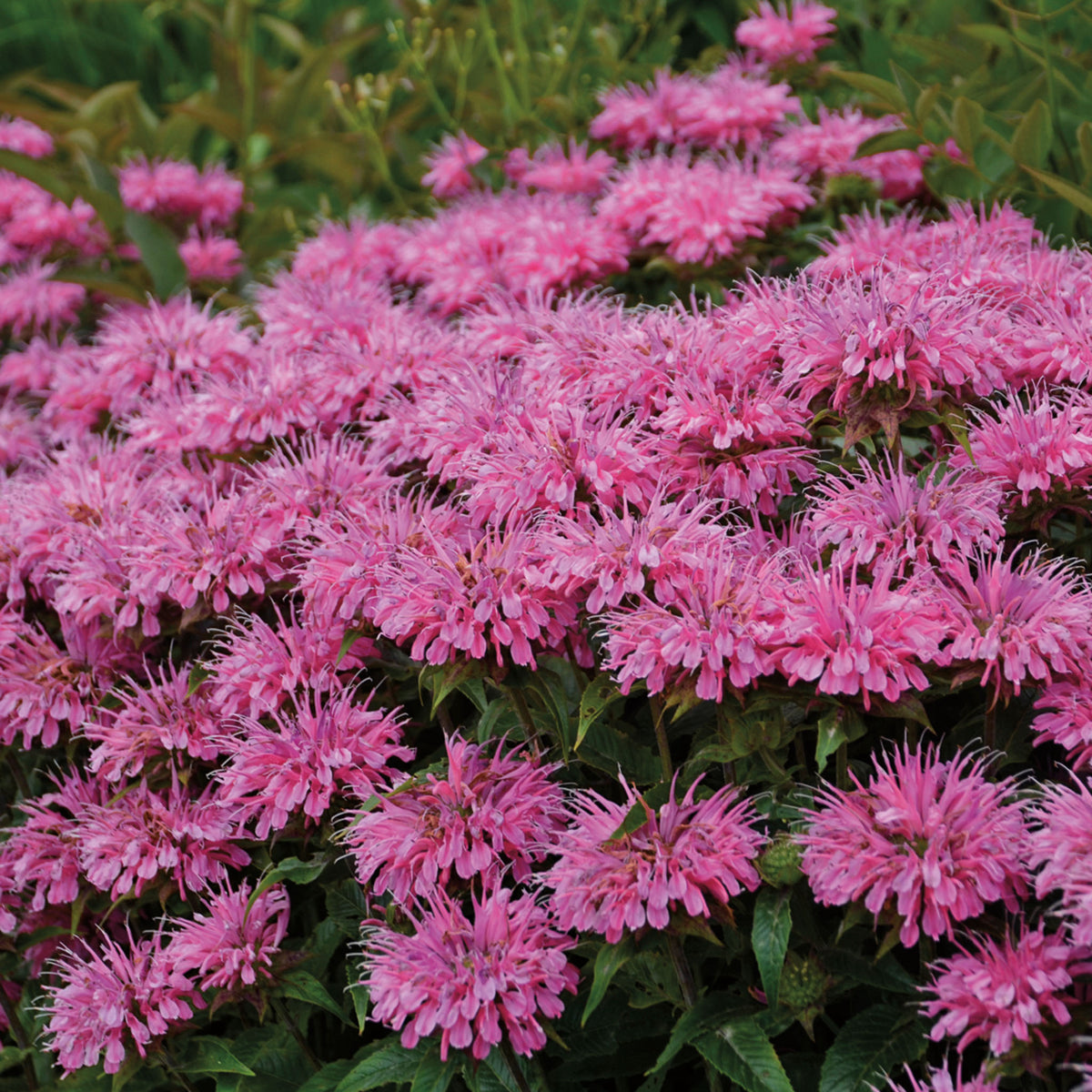 Monarda, Bubblegum Blast