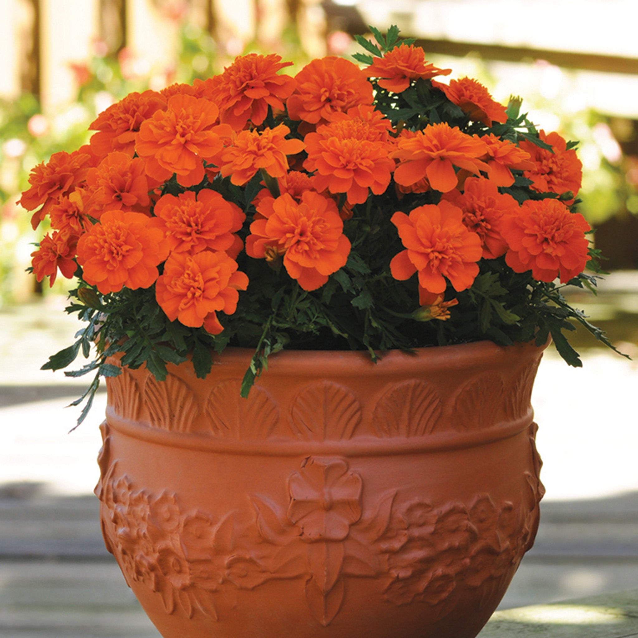 Marigold, Bonanza™ Deep Orange