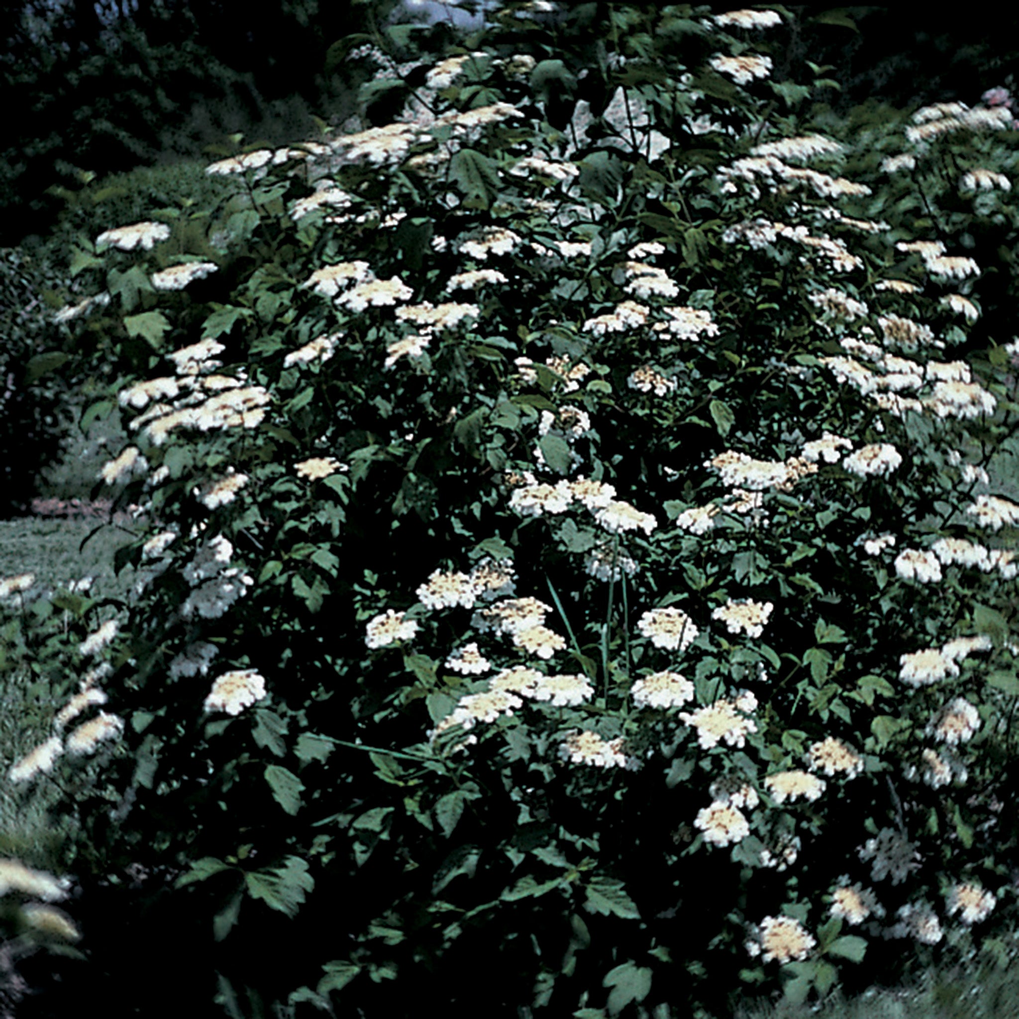 Cranberry, American Highbush