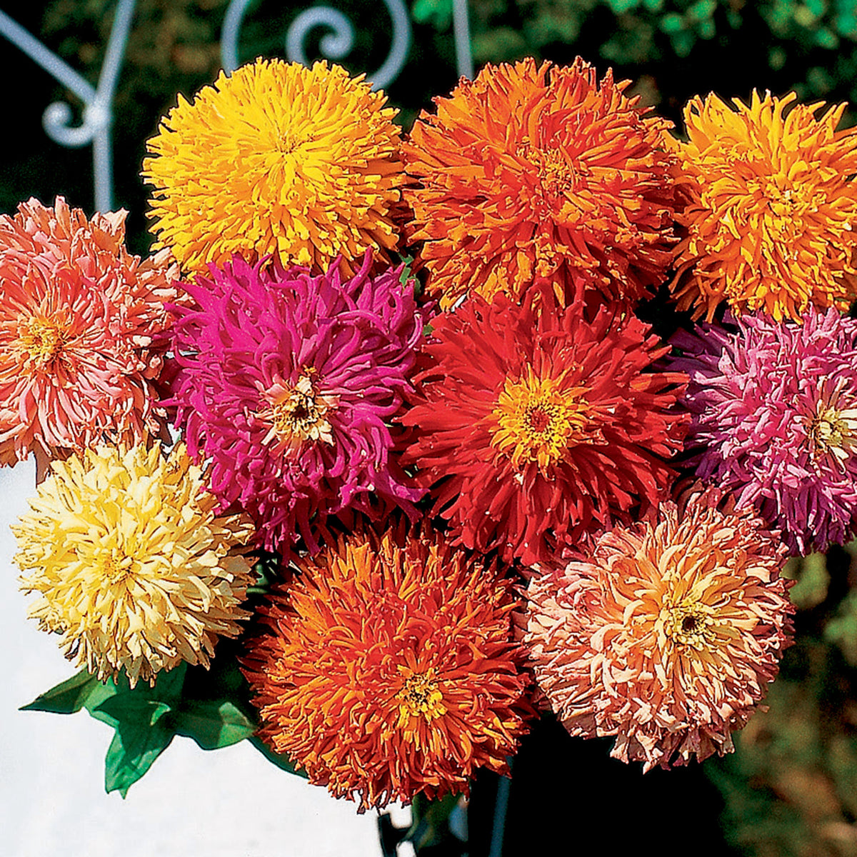 Zinnia, Cactus Improved Mix