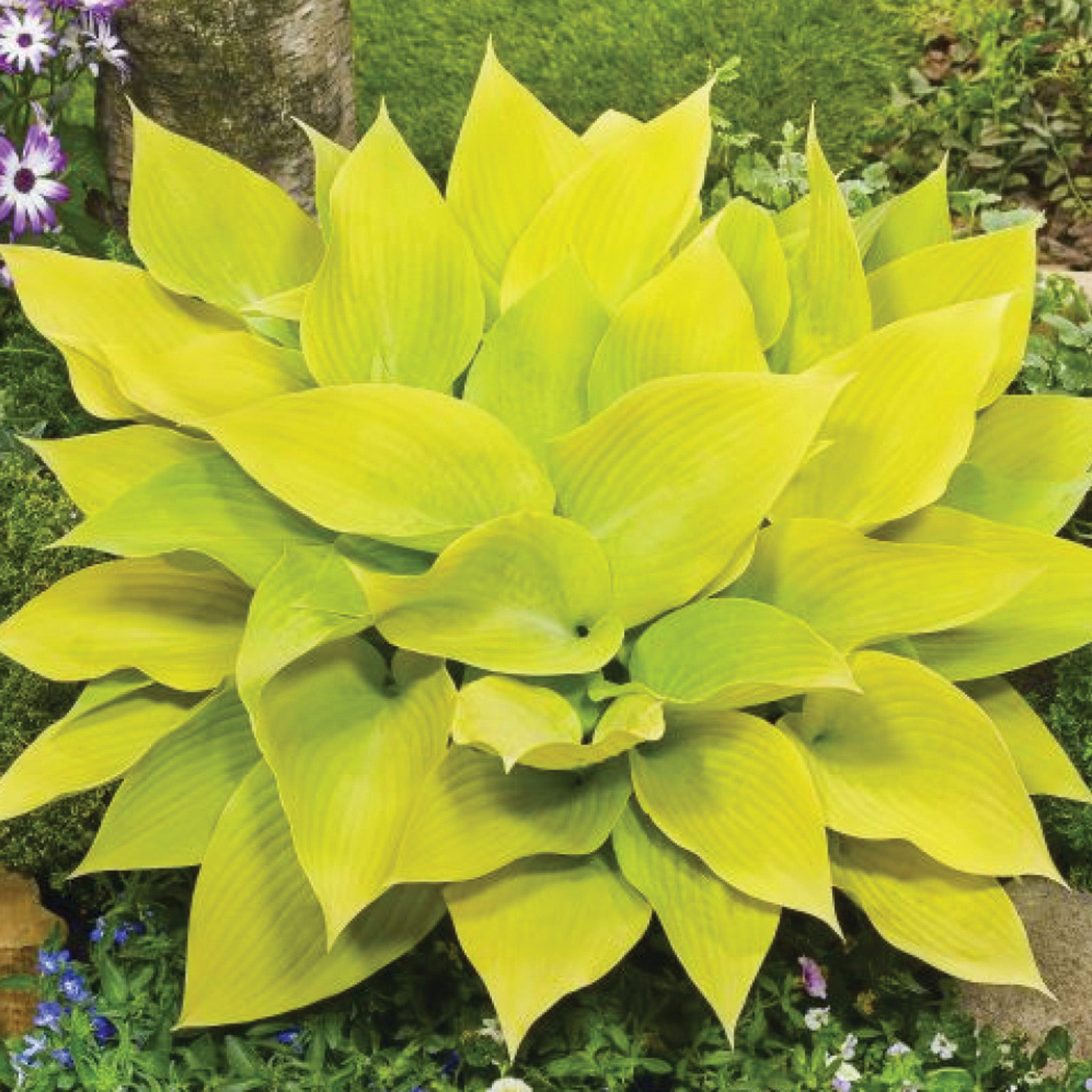 Hosta, Sunny Halcyon
