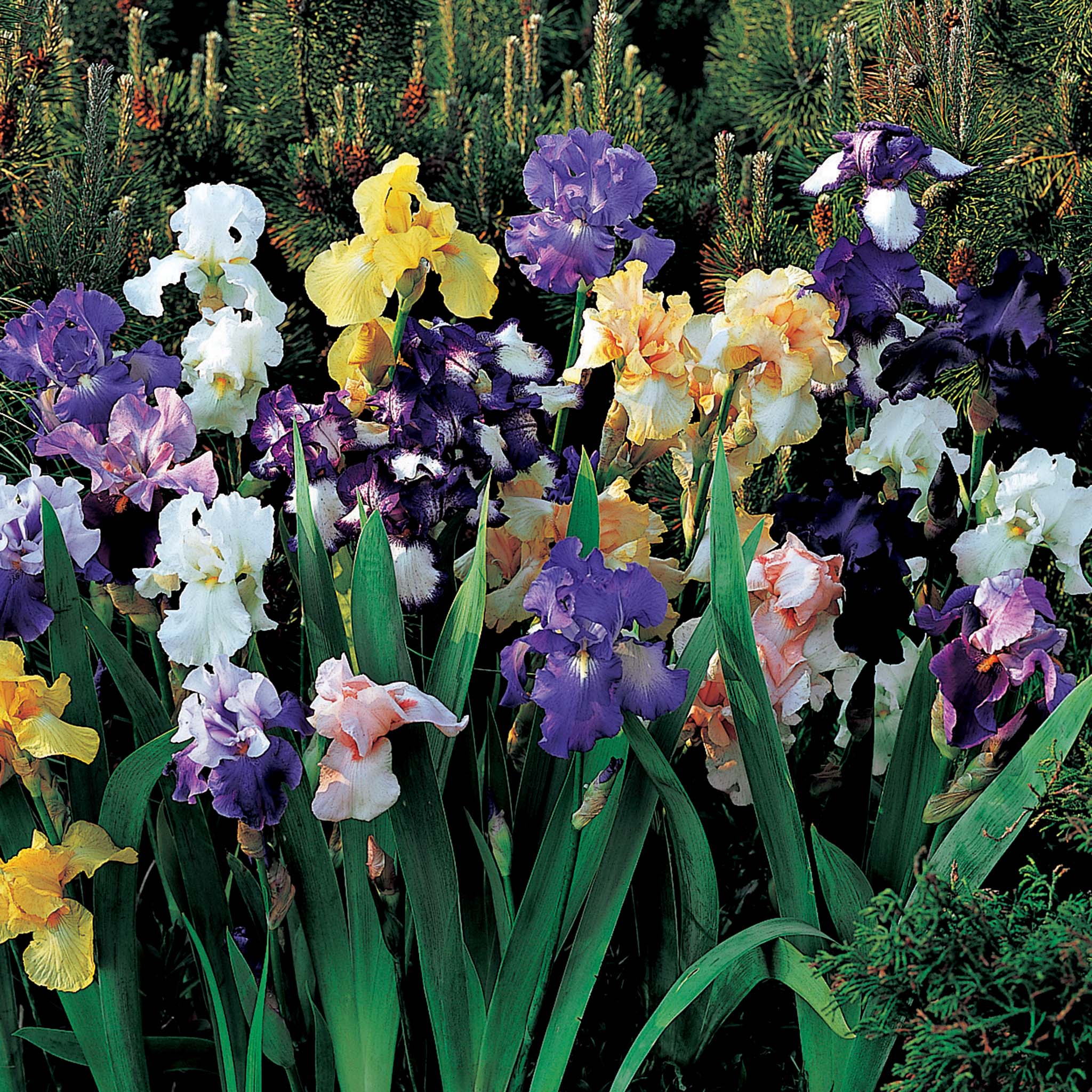 Iris, Bearded, Tall Bearded Mix, Set of 5