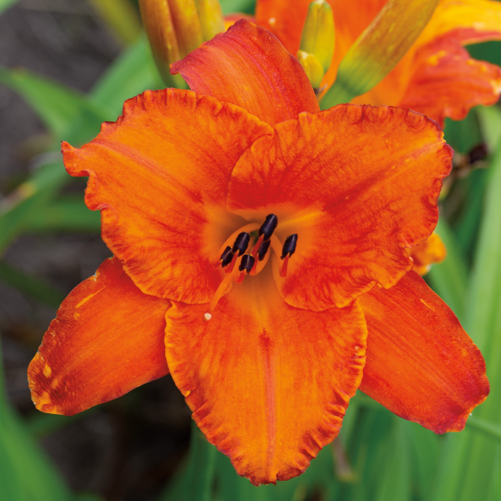 Daylily, Mauna Loa