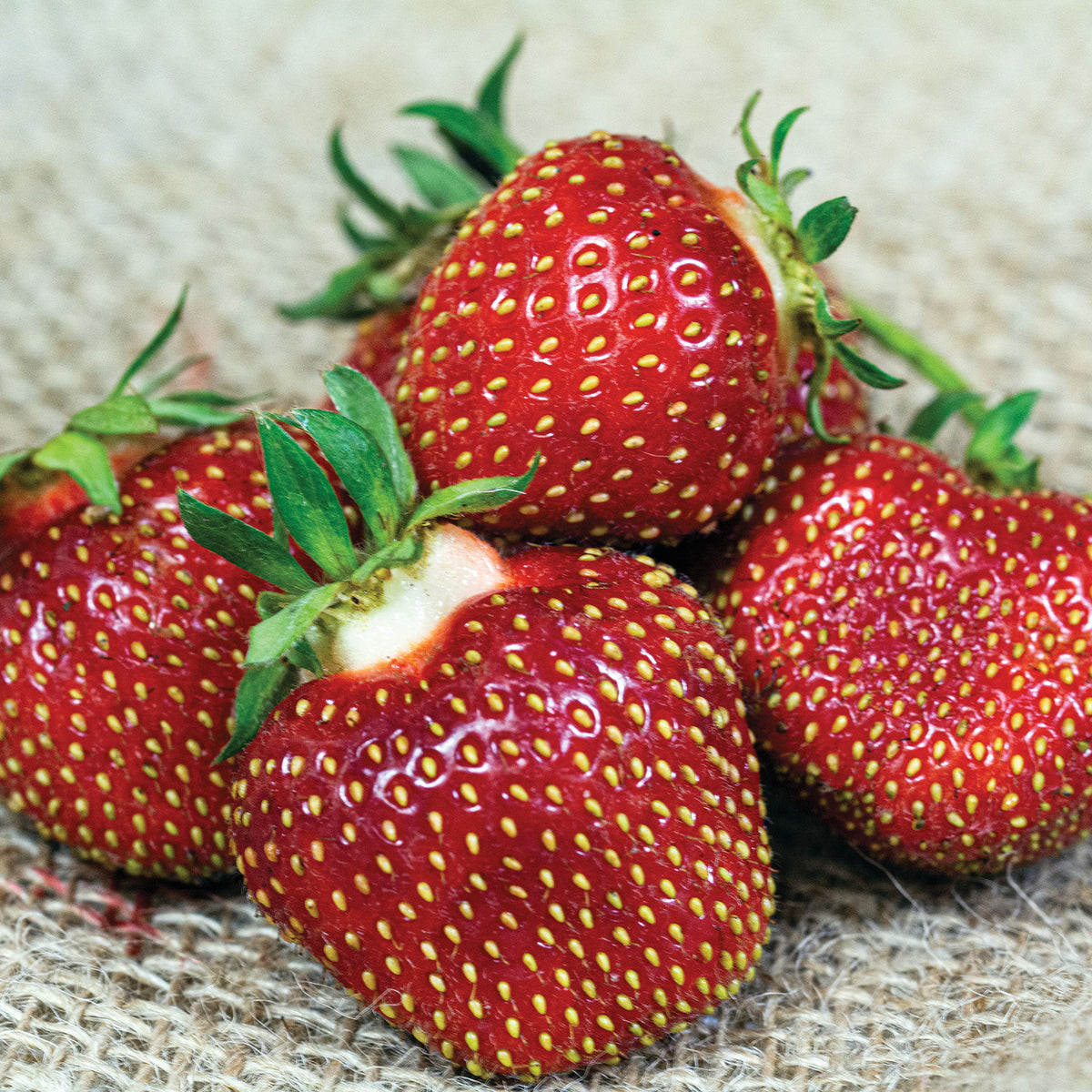 Strawberry, June Bearing, Honeoye, 25 Plants
