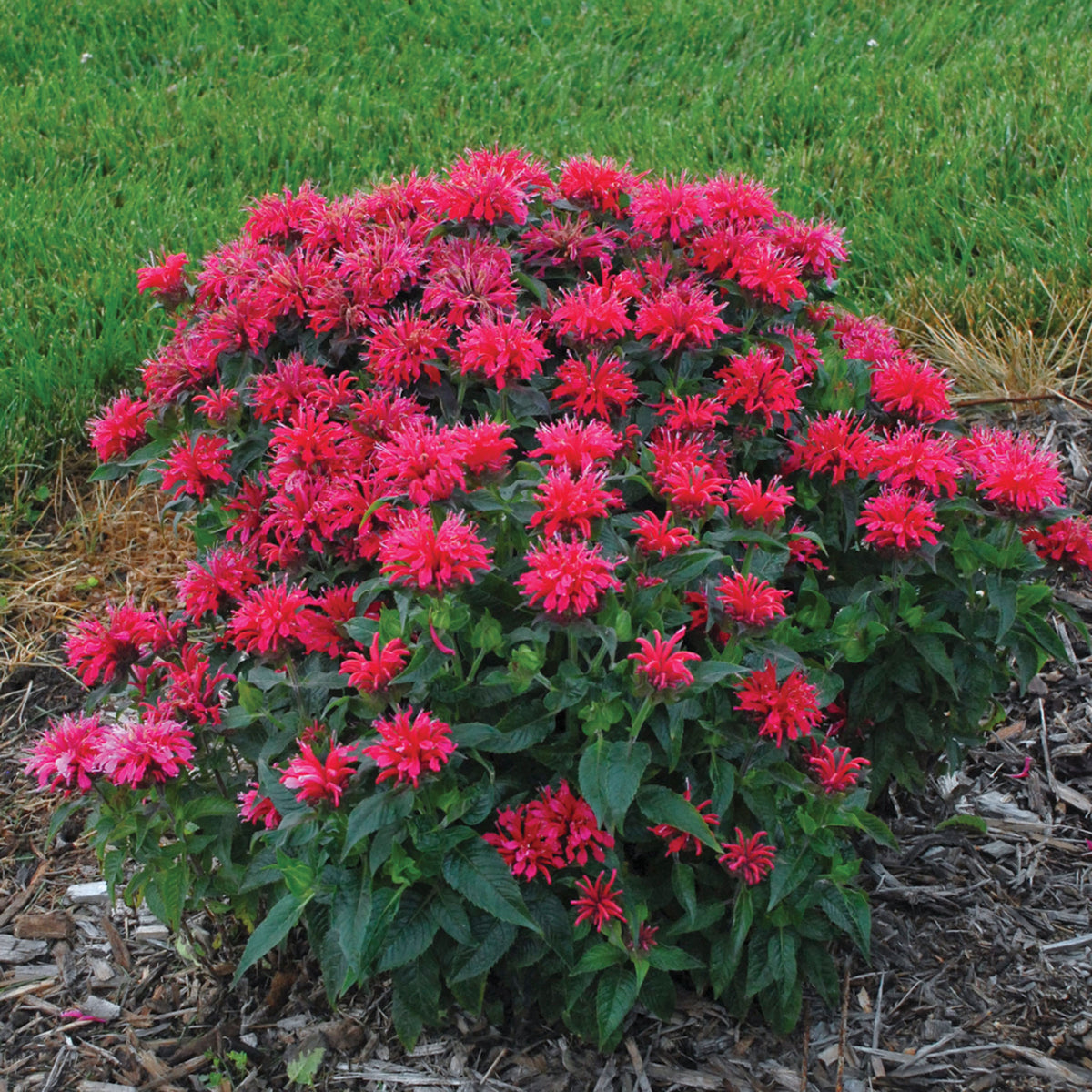 Monarda, Sugar Buzz® Cherry Pops