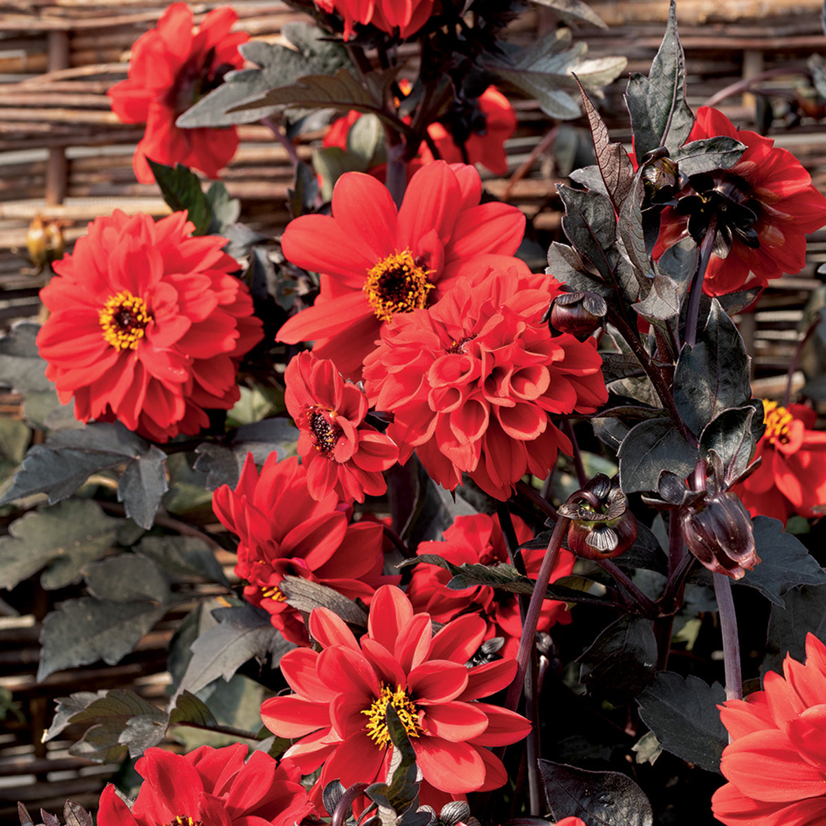Dahlia, Black Forest Ruby