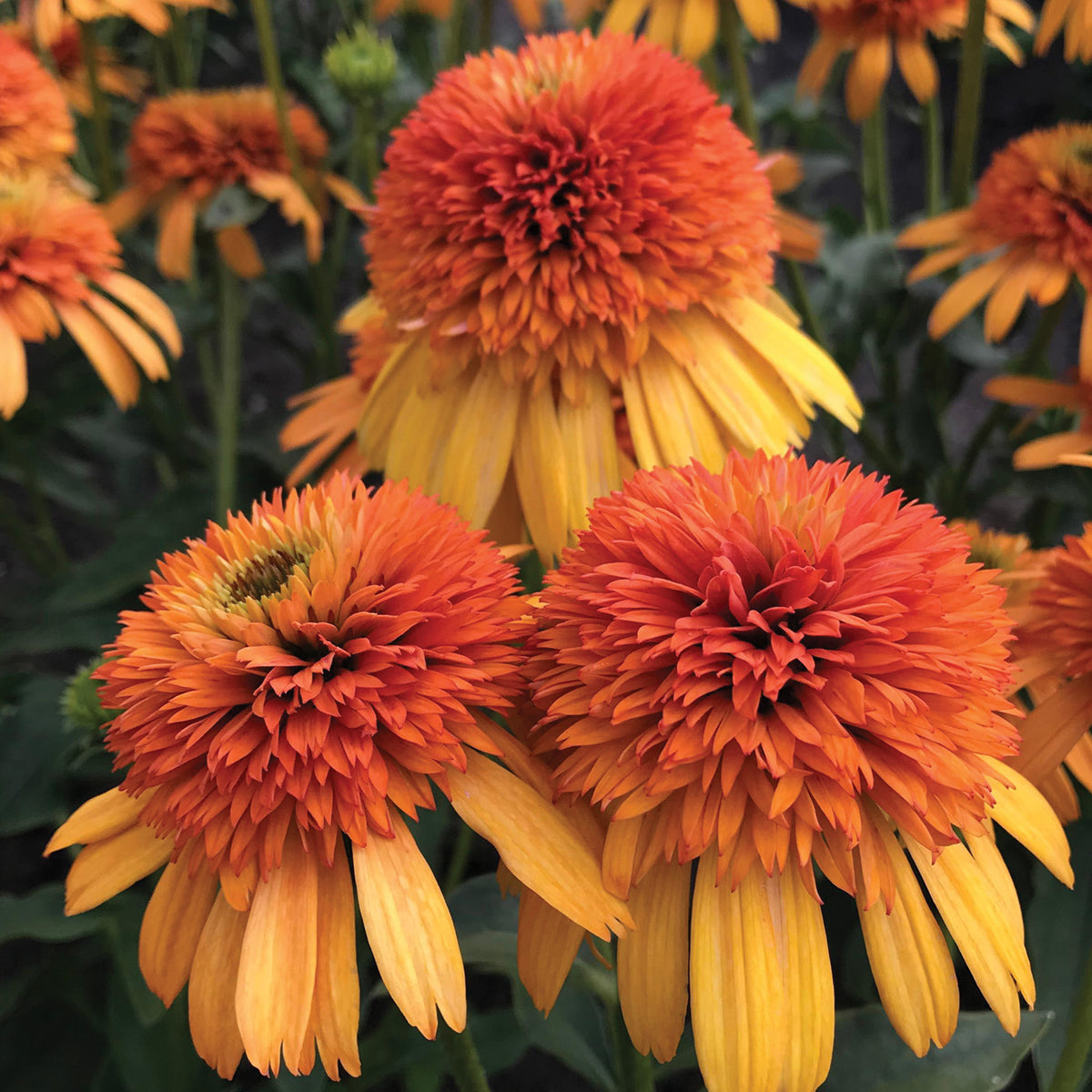 Echinacea, Orange Fascinator