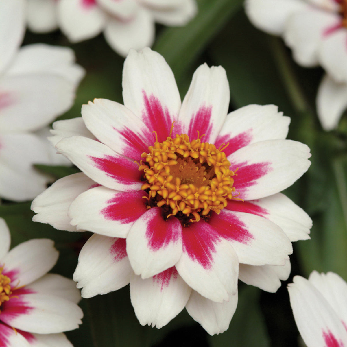 Zinnia, Zahara® Starlight Rose