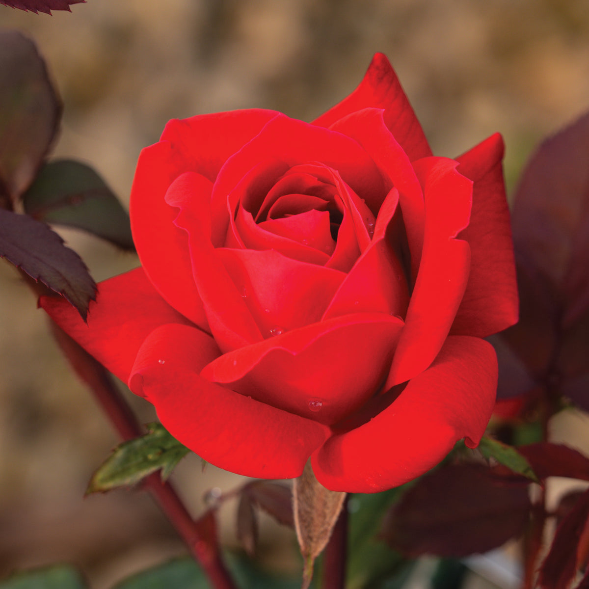 Rose, Shrub, Double Knock Out®