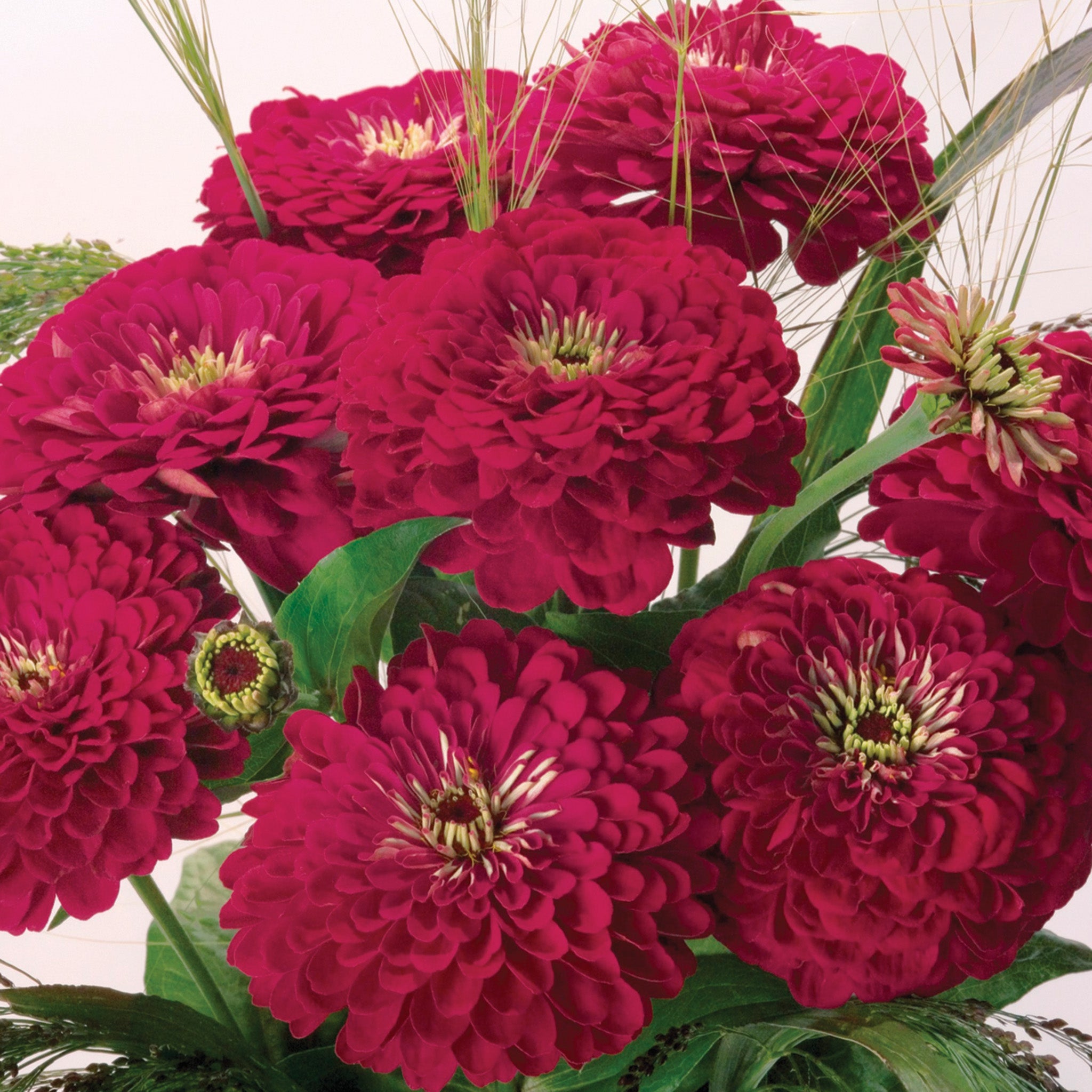Zinnia, Benary's Giant Wine