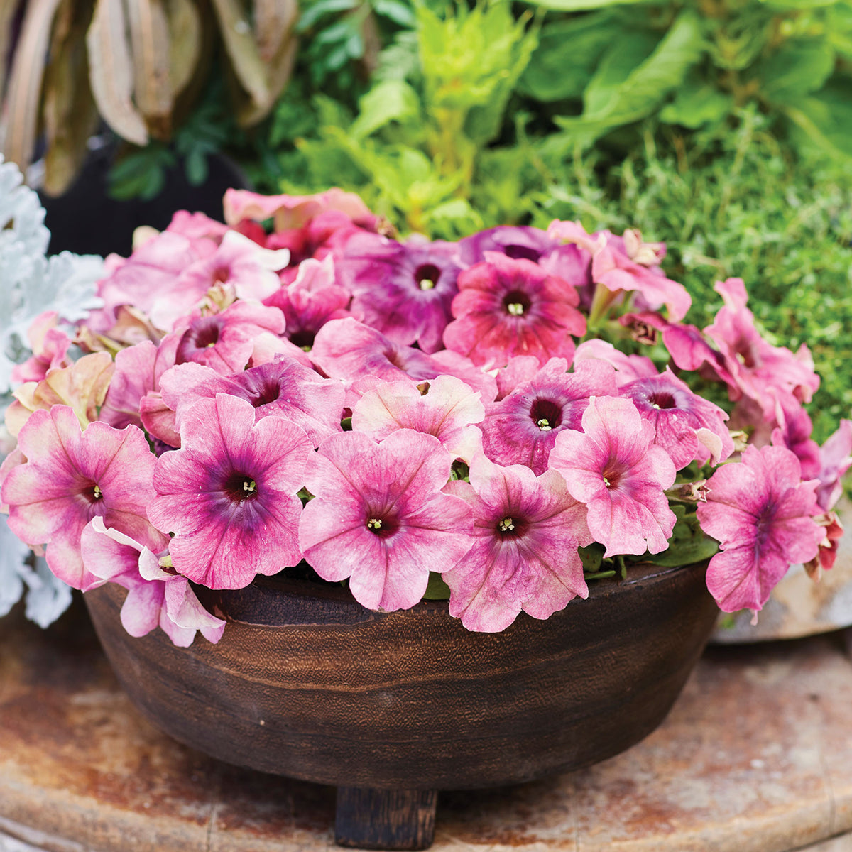 Petunia, Shake™ Cherryberry Hybrid