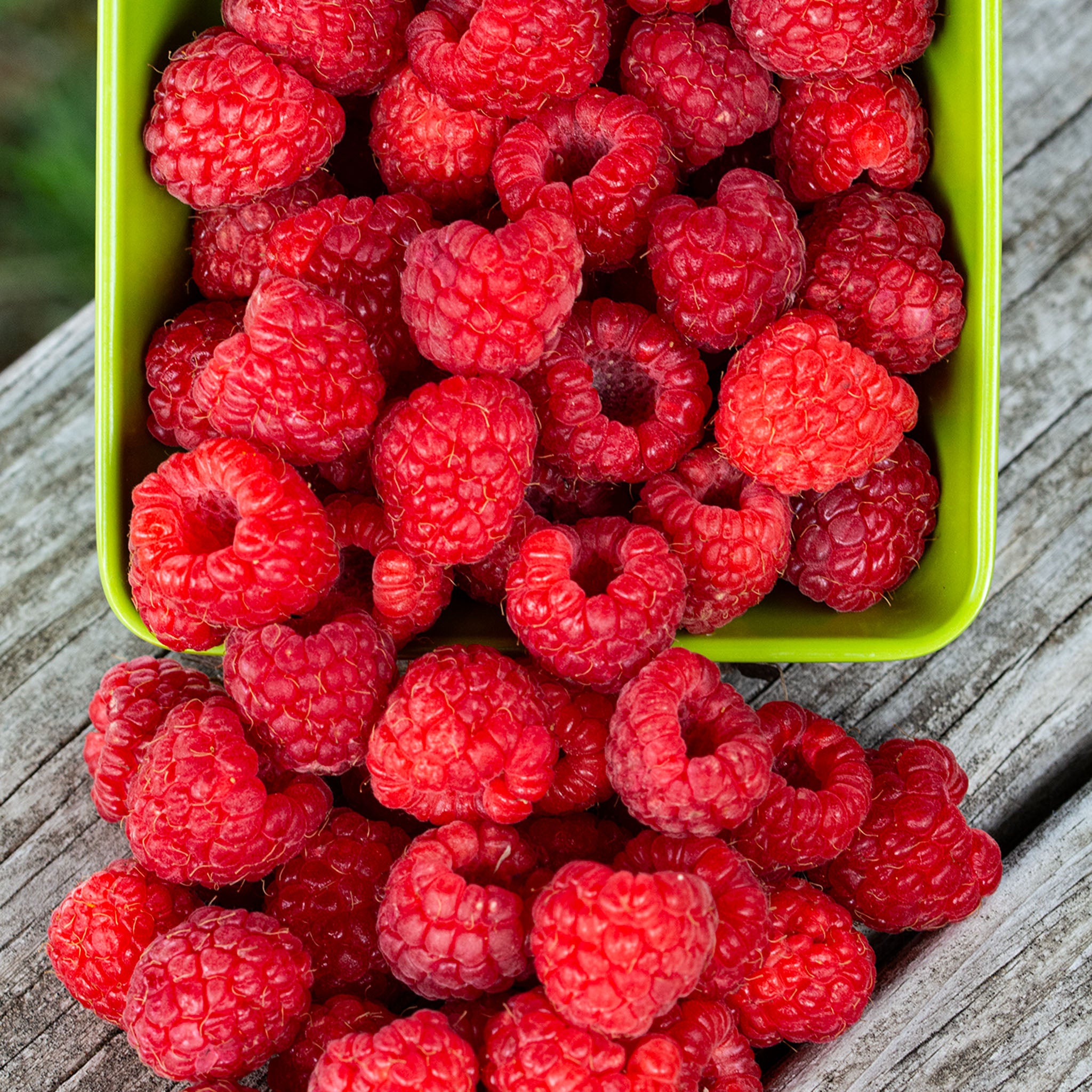 Raspberry, Summer-Bearing, Killarney, 5 Canes