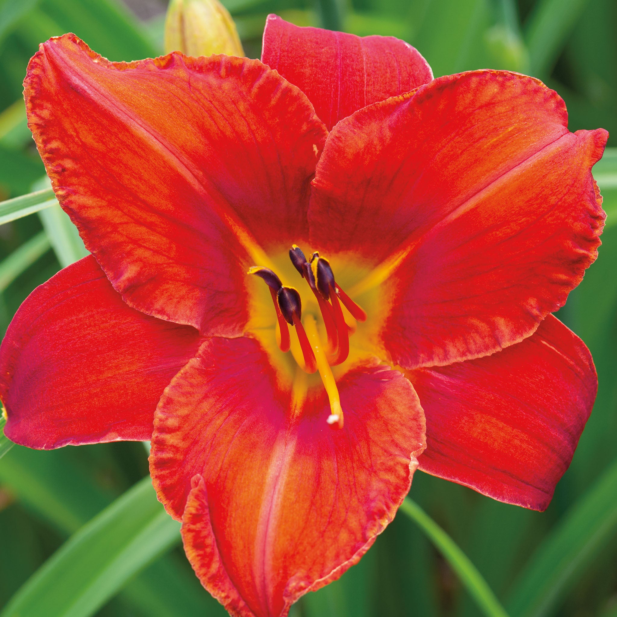 Daylily, Wayside Fireside