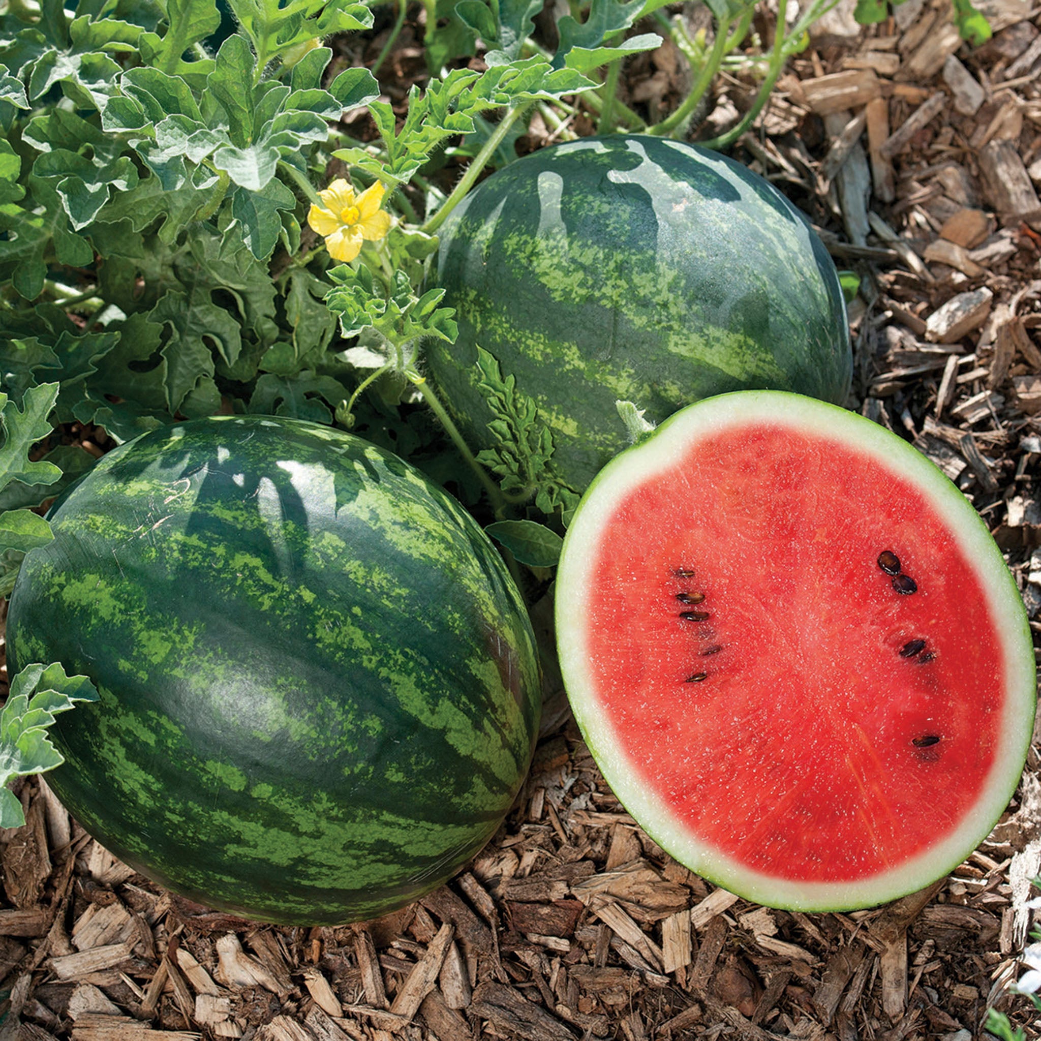Watermelon, Mini Love Hybrid