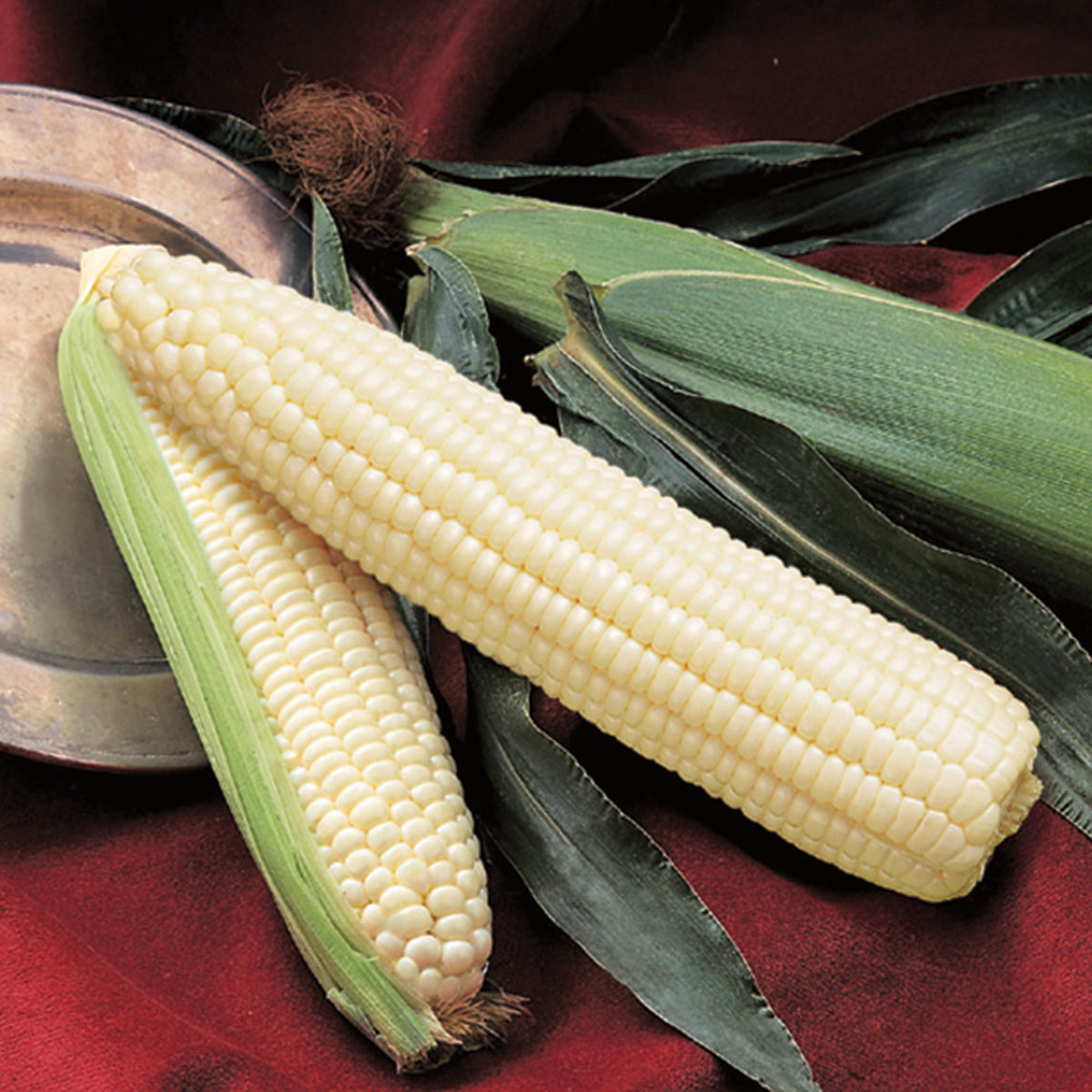 Sweet Corn, Silver Queen White Hybrid, Treated