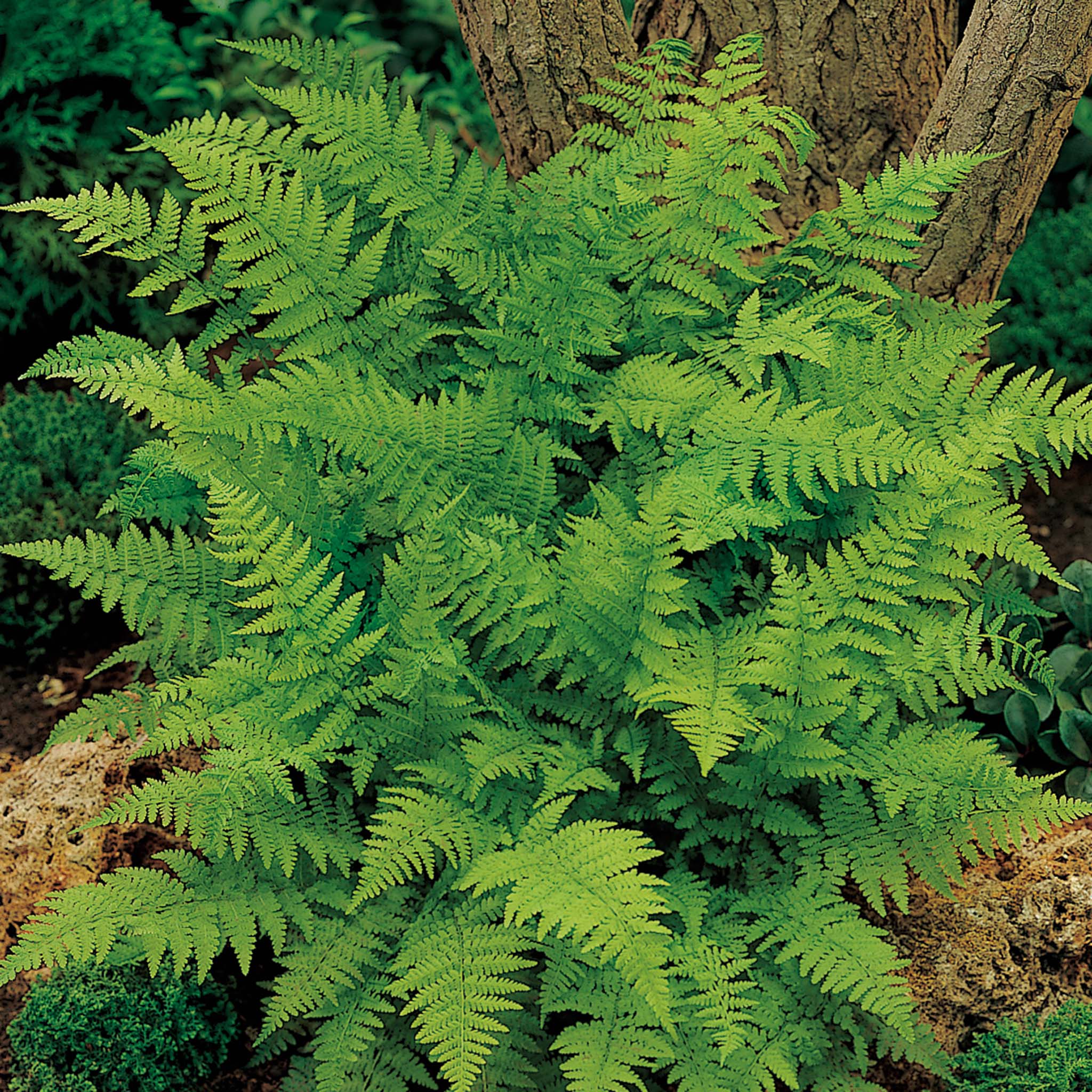 Fern, Lady