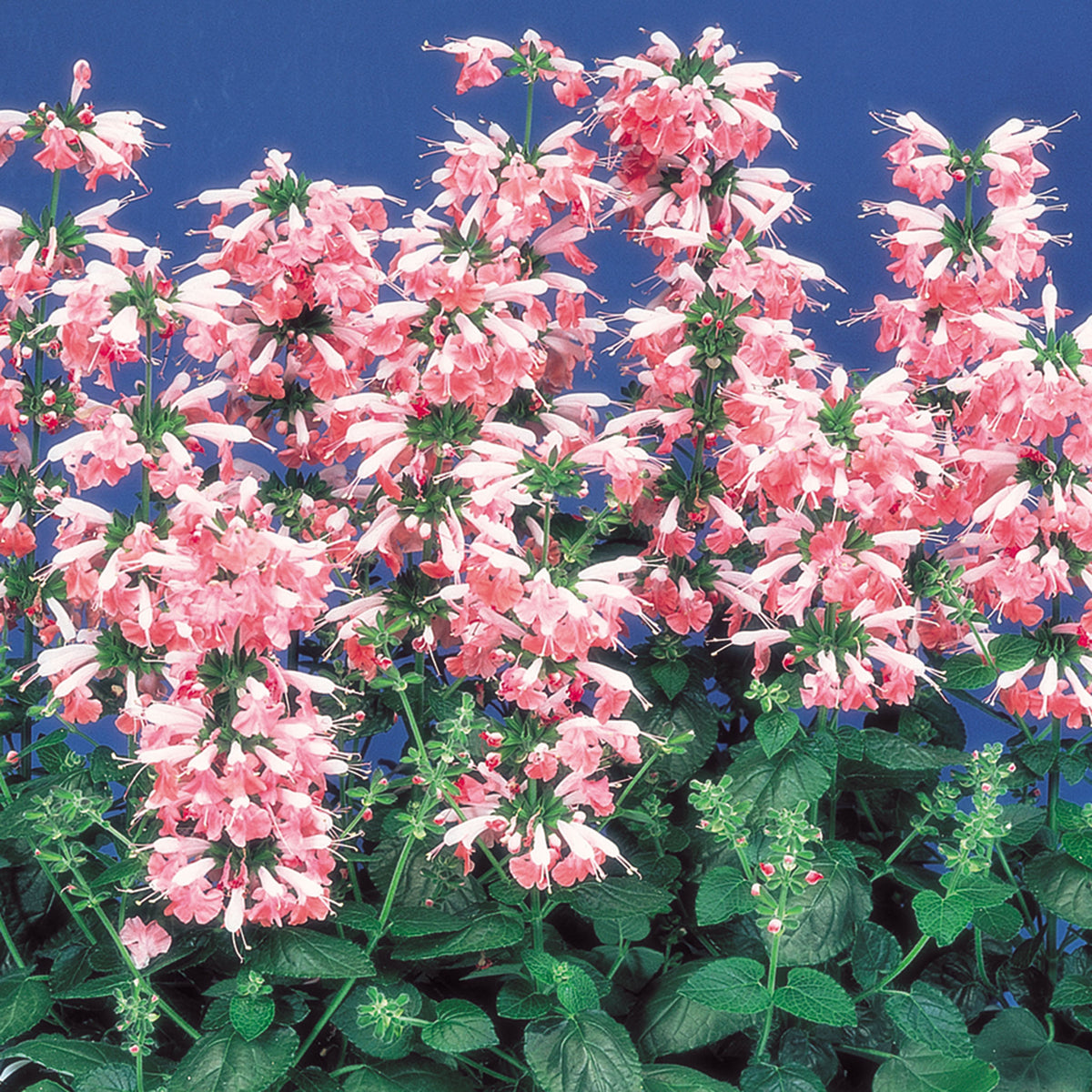 Salvia, Hummingbird Coral Nymph