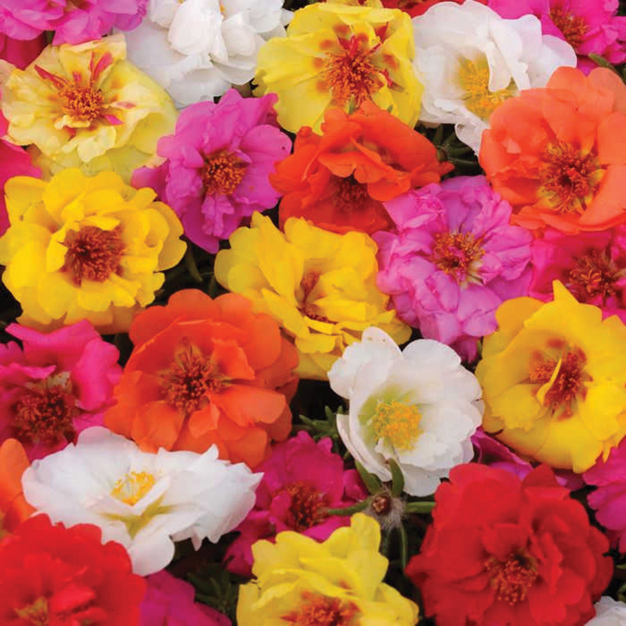 Portulaca, Happy Trails Mix Hybrid