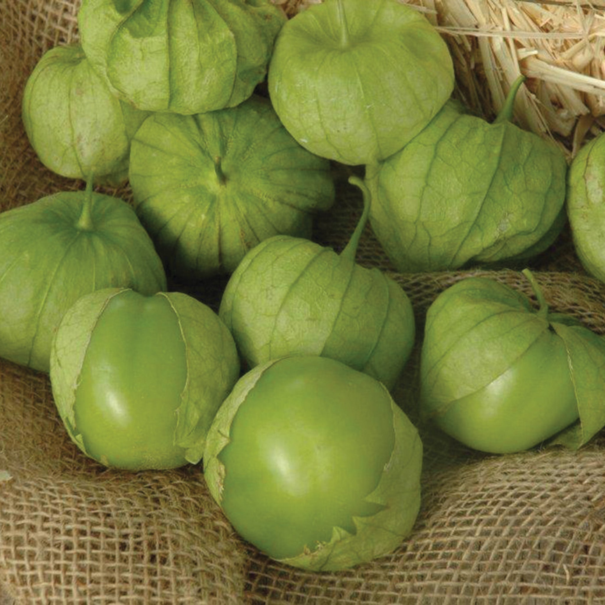 Tomatillo, Tamayo Hybrid