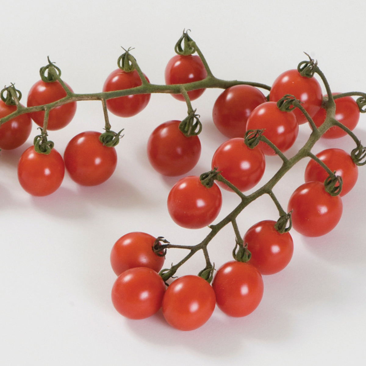 Tomato, Jasper Hybrid.