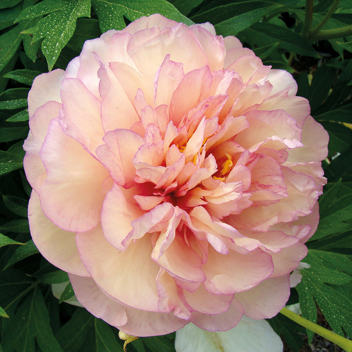 Peony, Scrumdidleyumptious