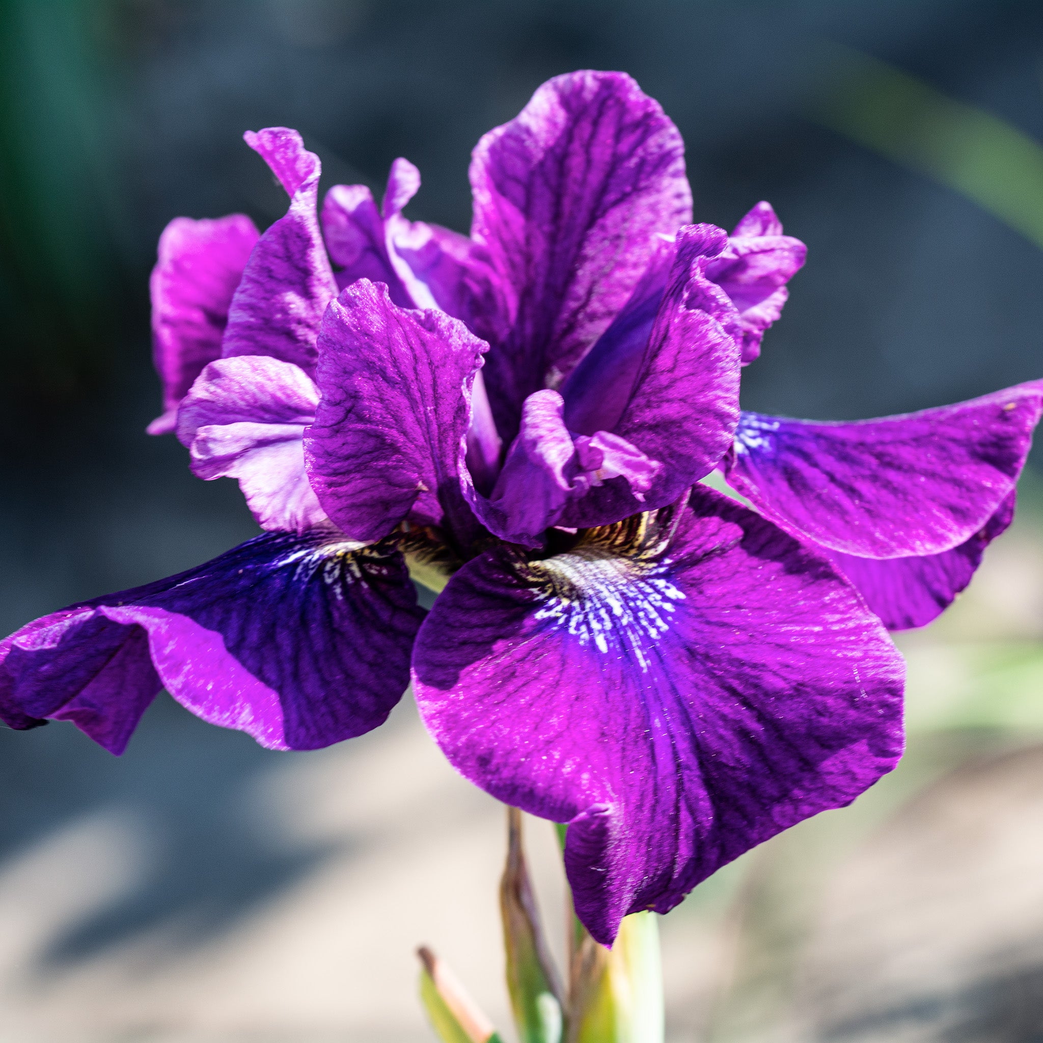 Iris, Siberian, Jamaican Velvet