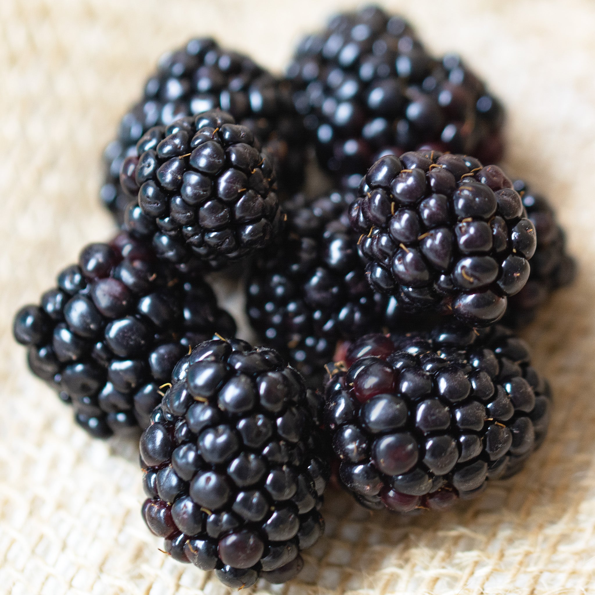 Blackberry, Thornless, Chester