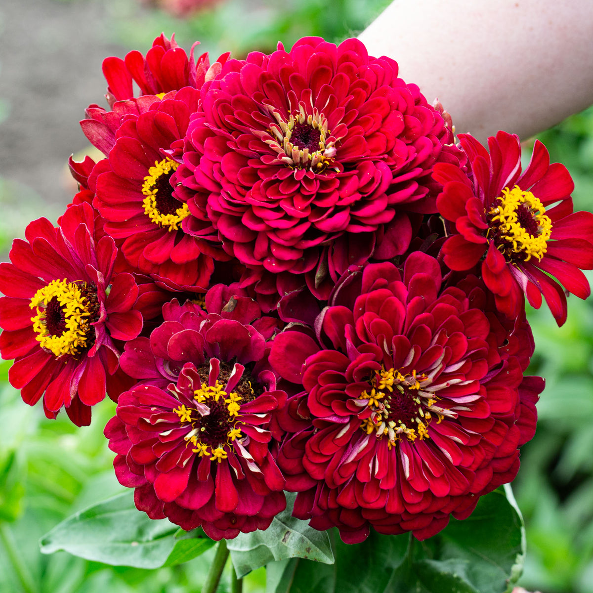 Zinnia, Super Giant Meteor