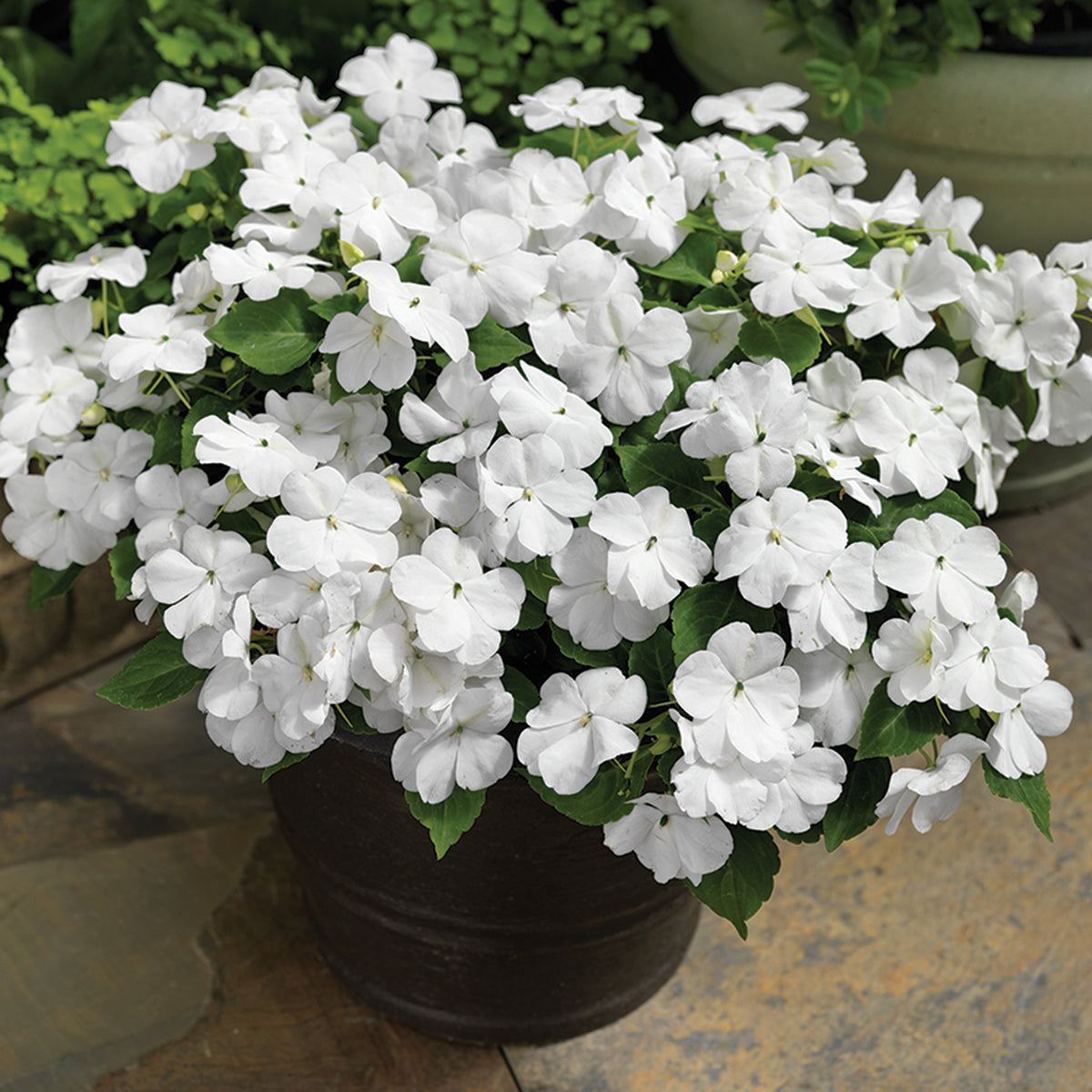 Impatiens, Accent™ Premium White Hybrid