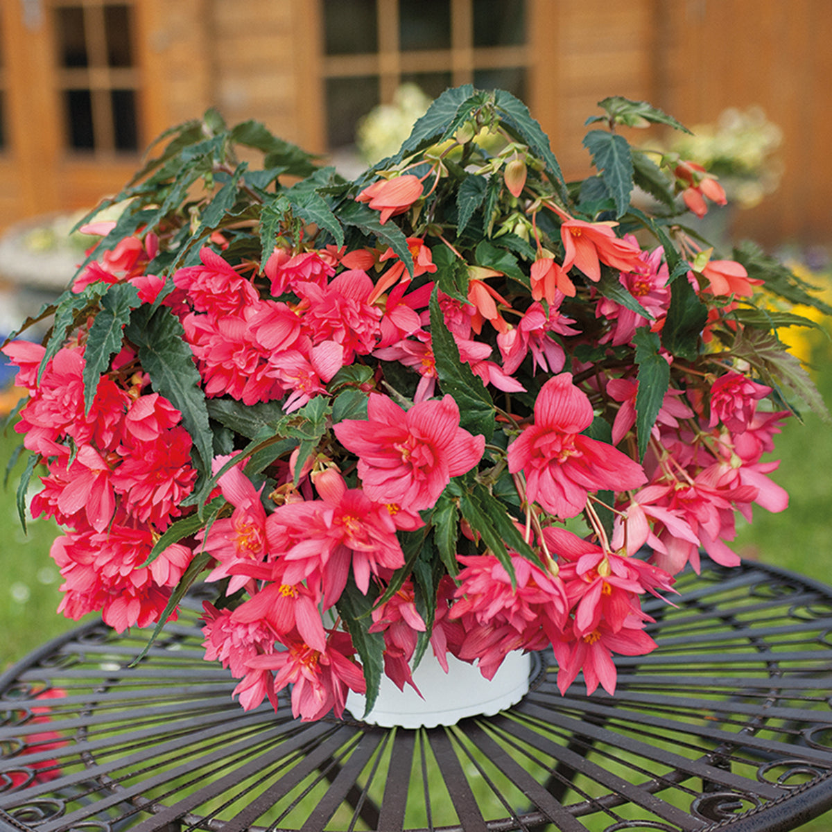 Begonia, Funky® Pink Hybrid
