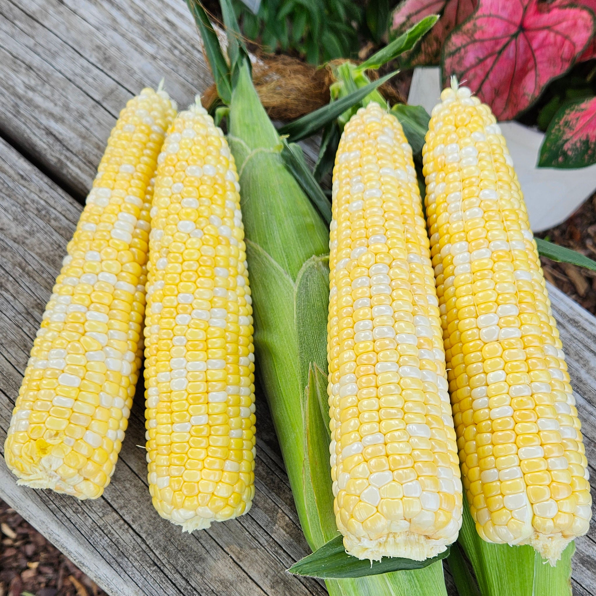 Sweet Corn, Succession Bicolor Hybrid, Treated