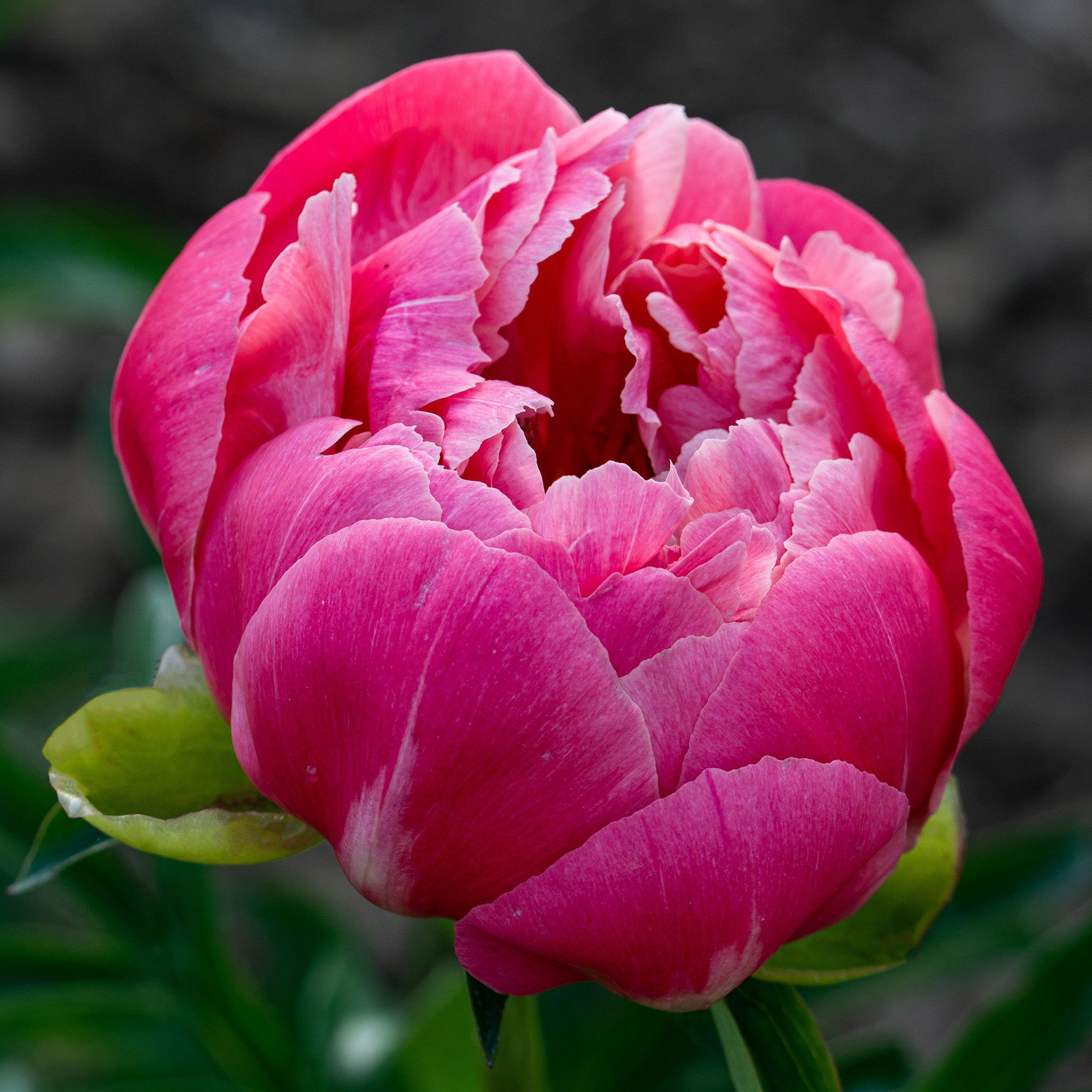 Peony, Coral Charm
