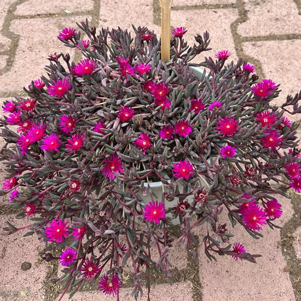 Ice Plant (Delosperma), Desert Dancers Purple
