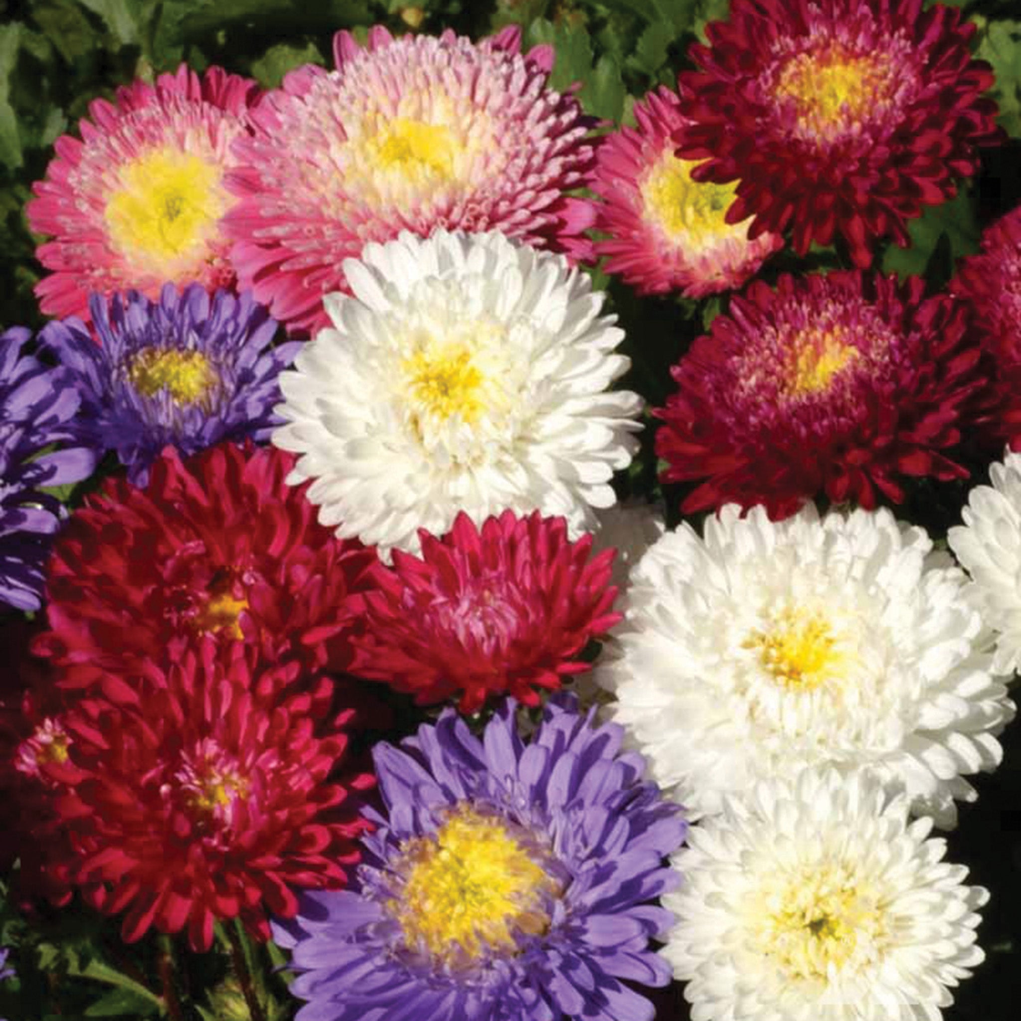 Aster, Betty Jung Mix