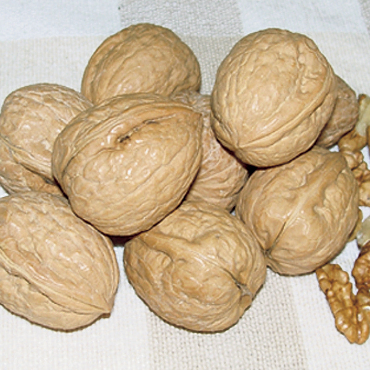 Walnut, English, Carpathian