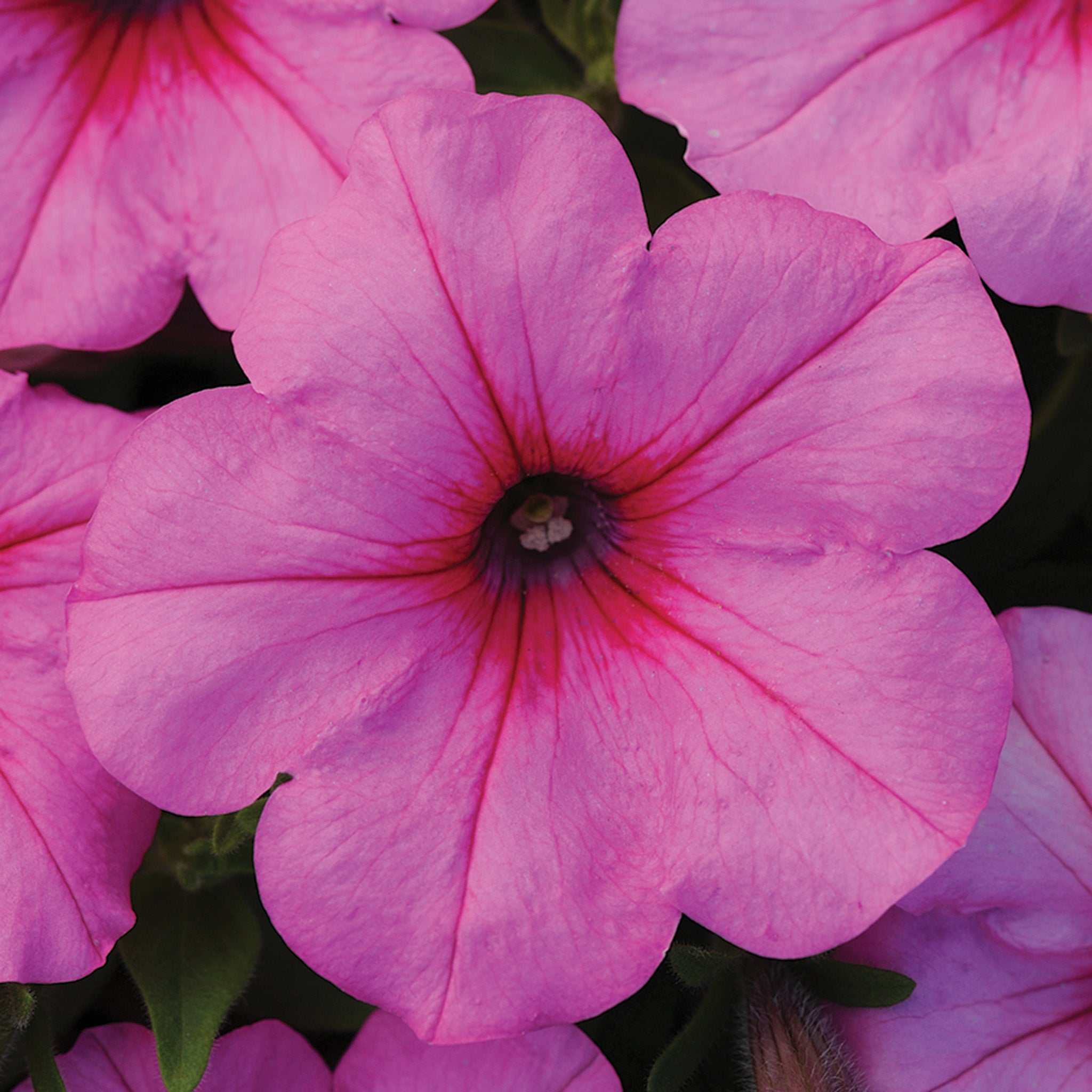 Petunia, Easy Wave® Pink Passion Hybrid