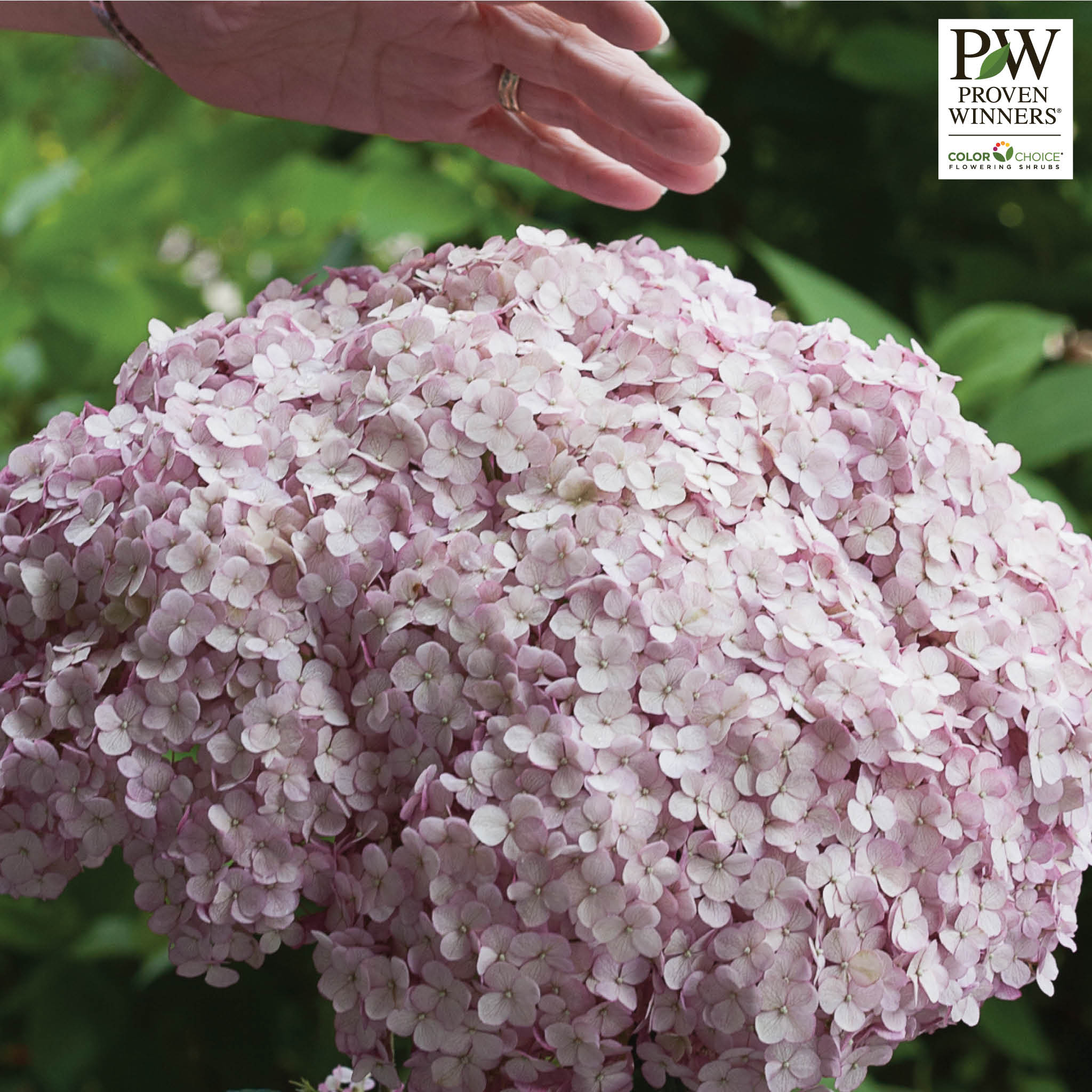 Hydrangea, Incrediball®, Blush