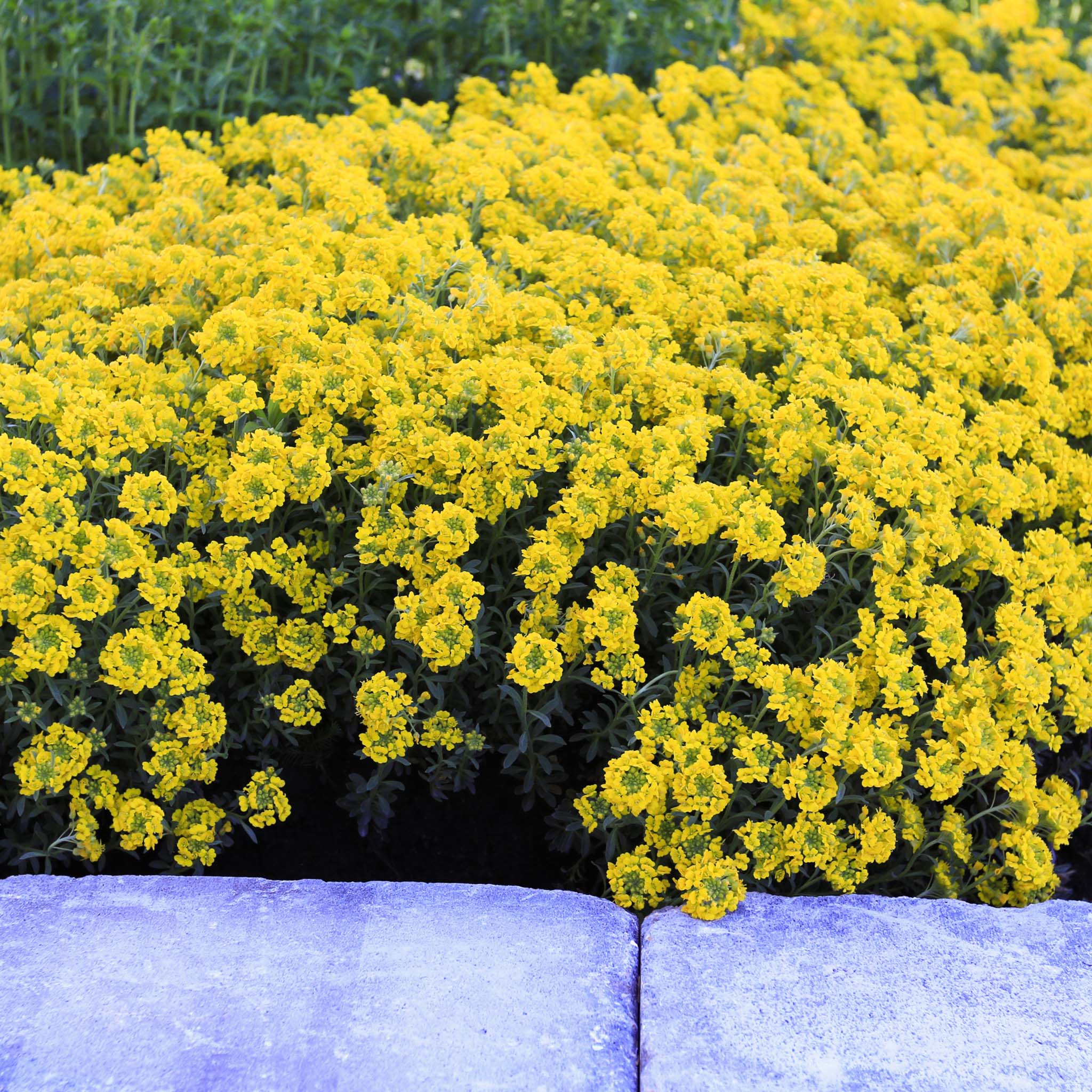 Alyssum, Golden Spring