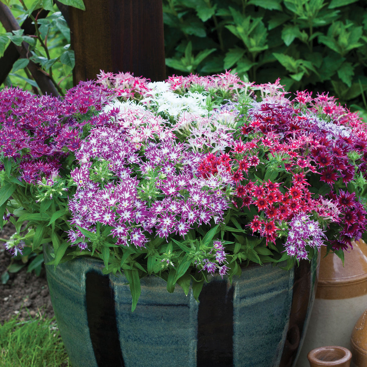 Phlox, Popstars™ Mix Hybrid