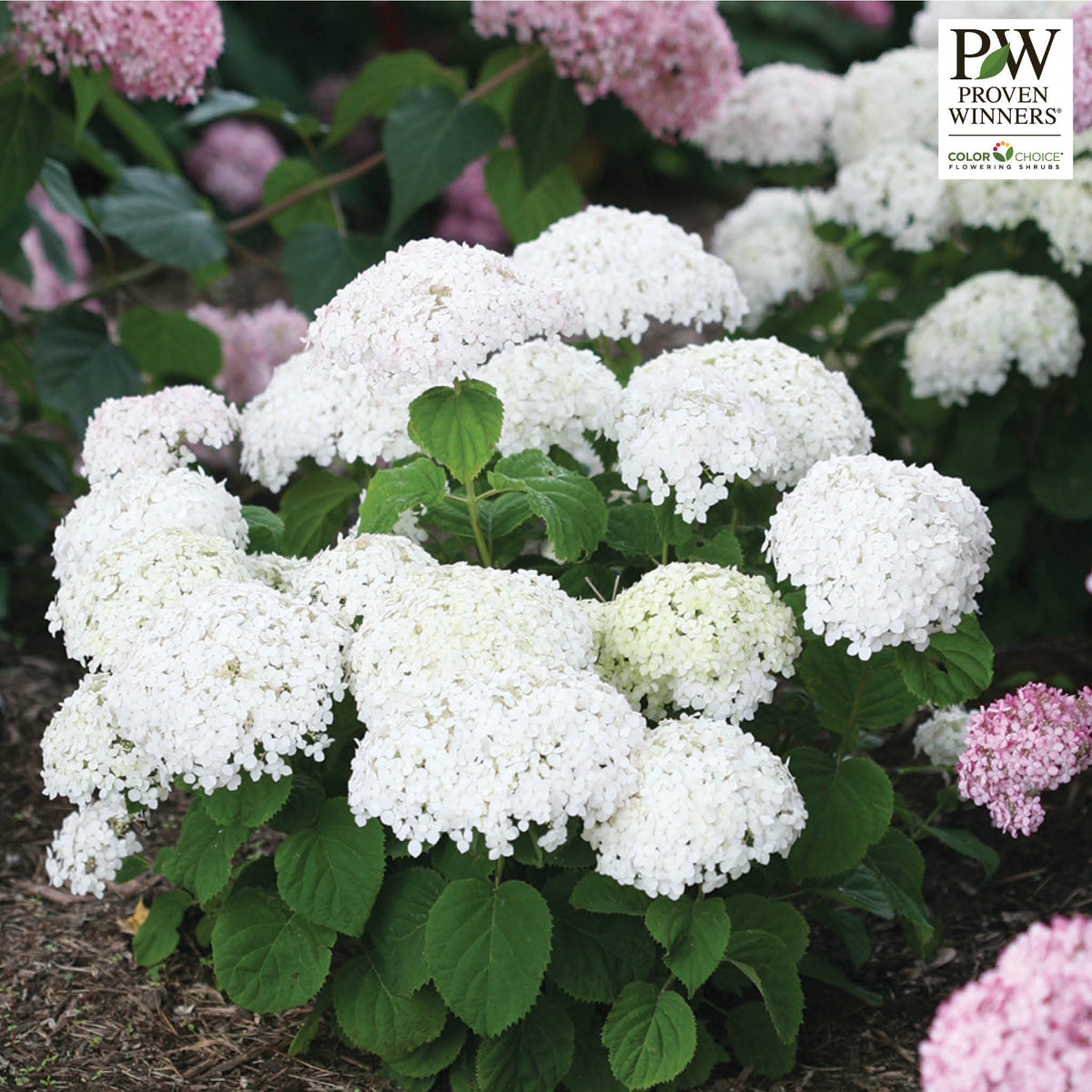 Hydrangea, Wee White®
