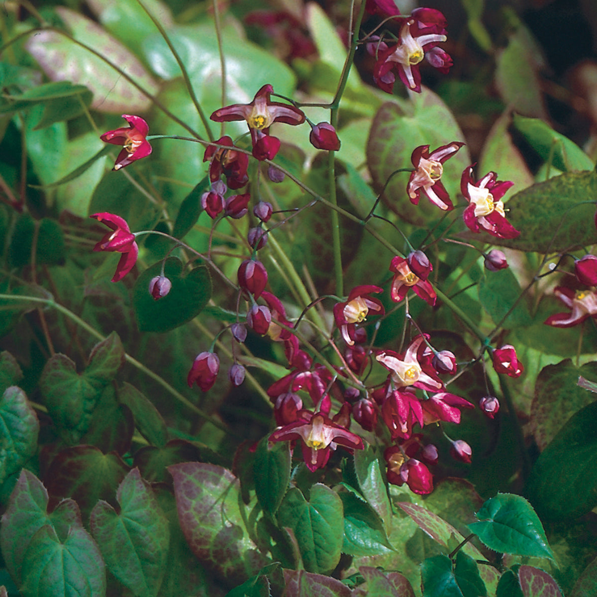 Epimedium, Red Barrenwort
